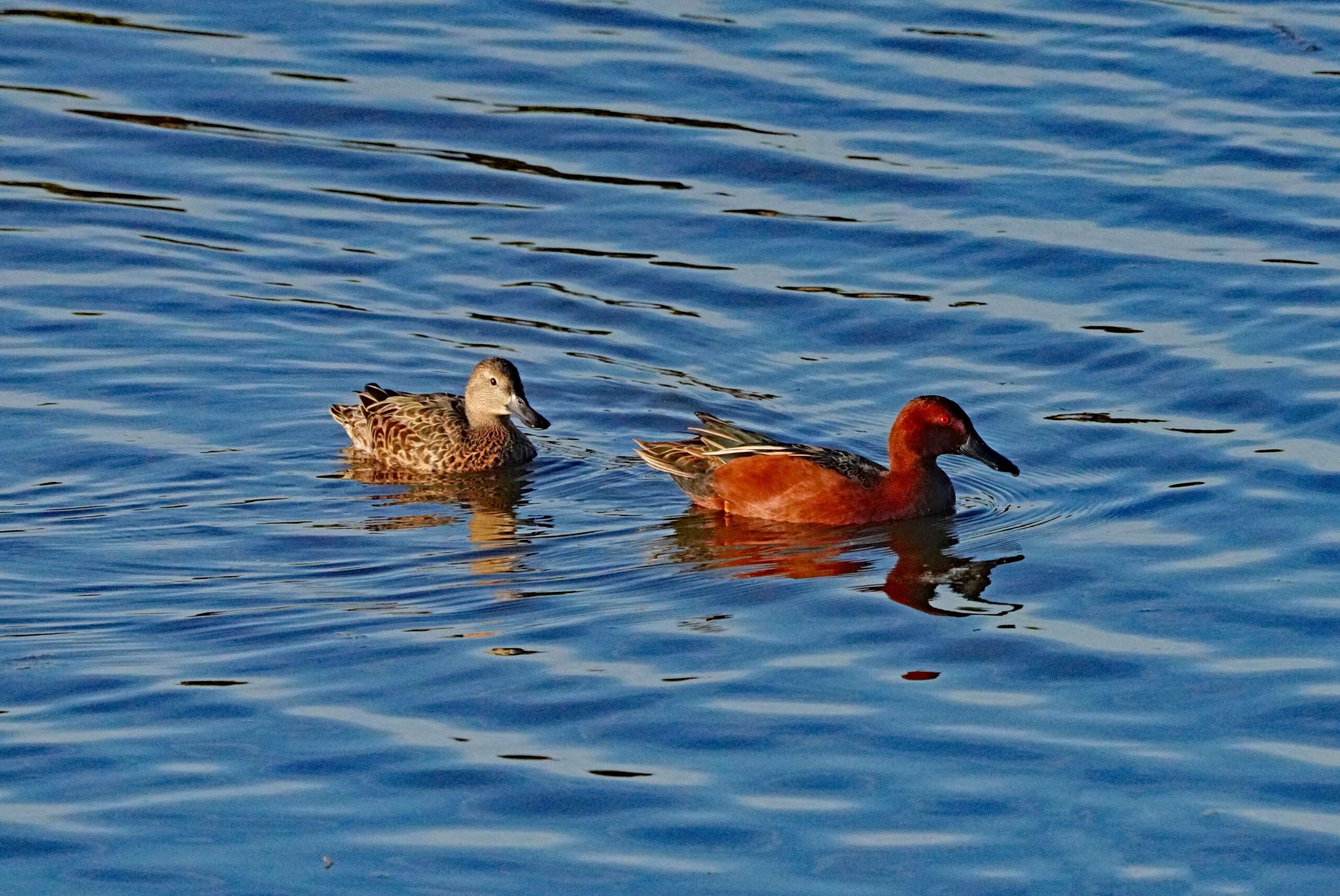Cinnamon Teal Ducks