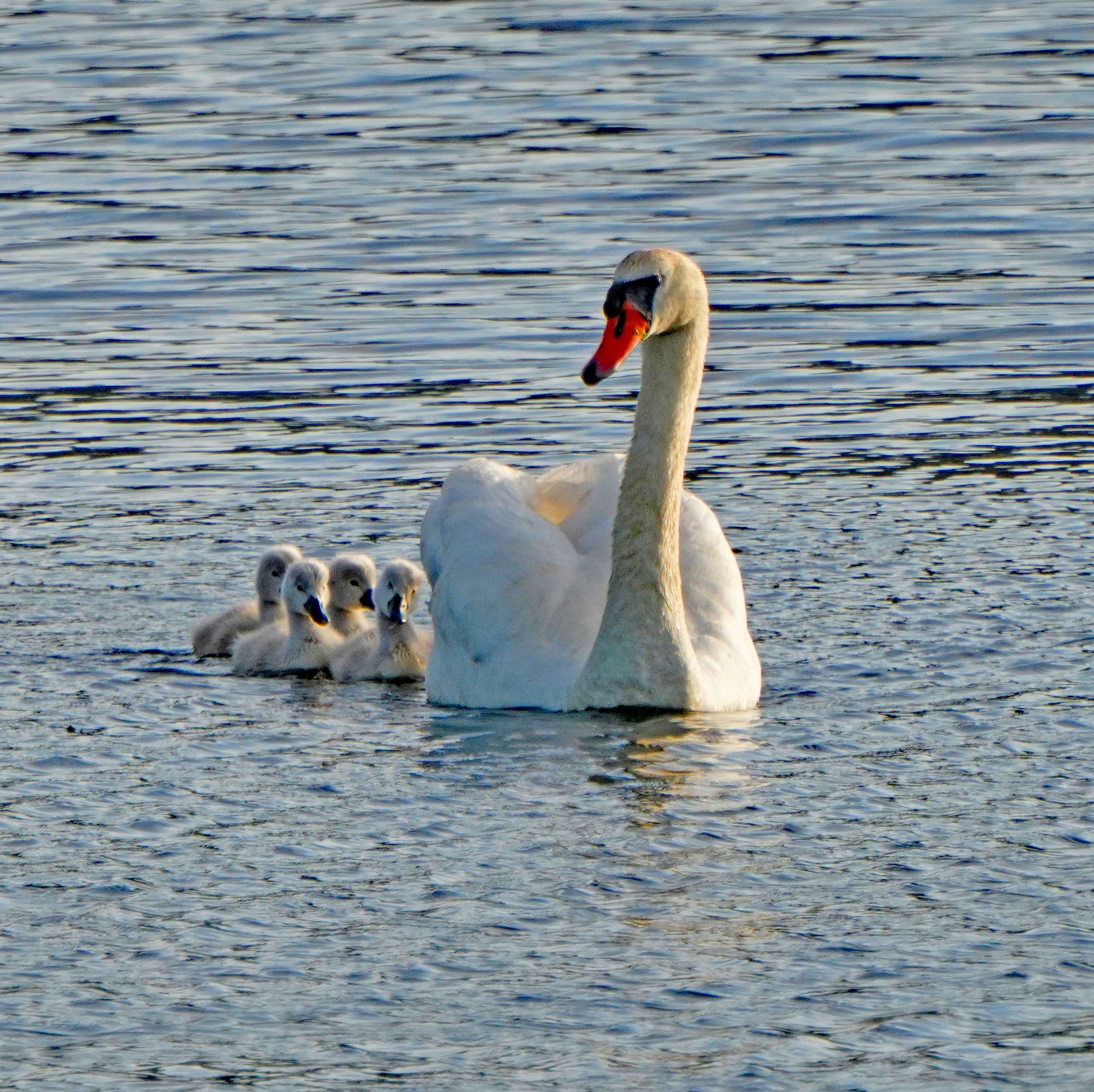 Mute Swan and Cygnets