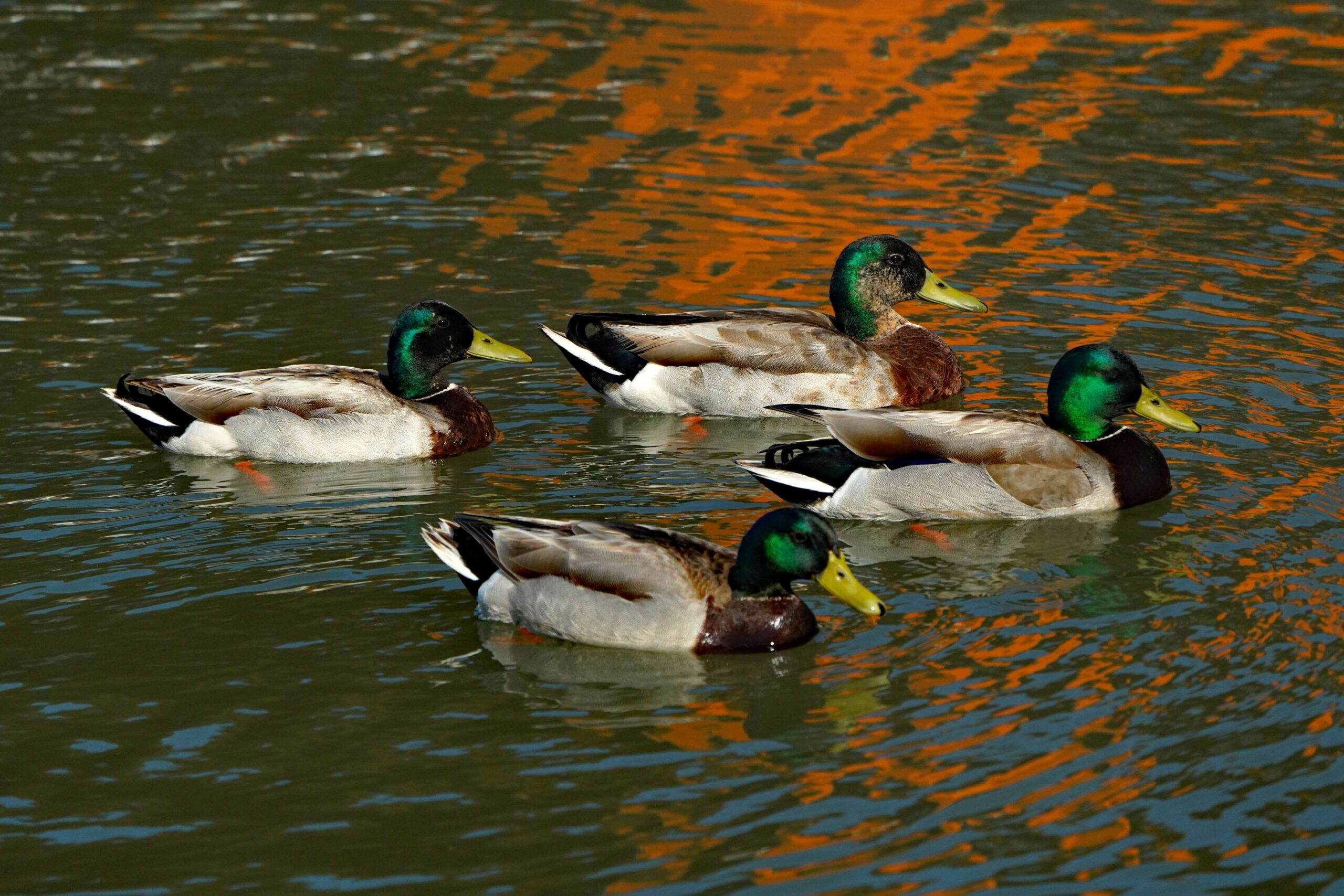 Mallard Ducks