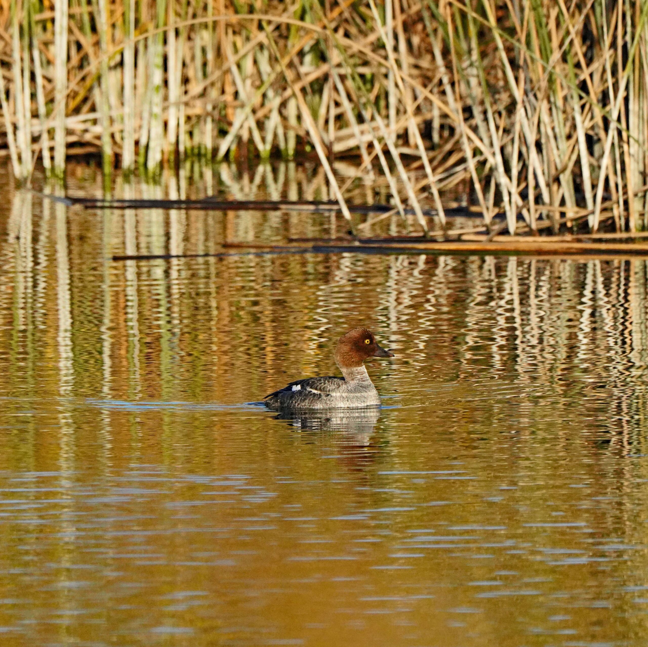 Common Goldeneyes