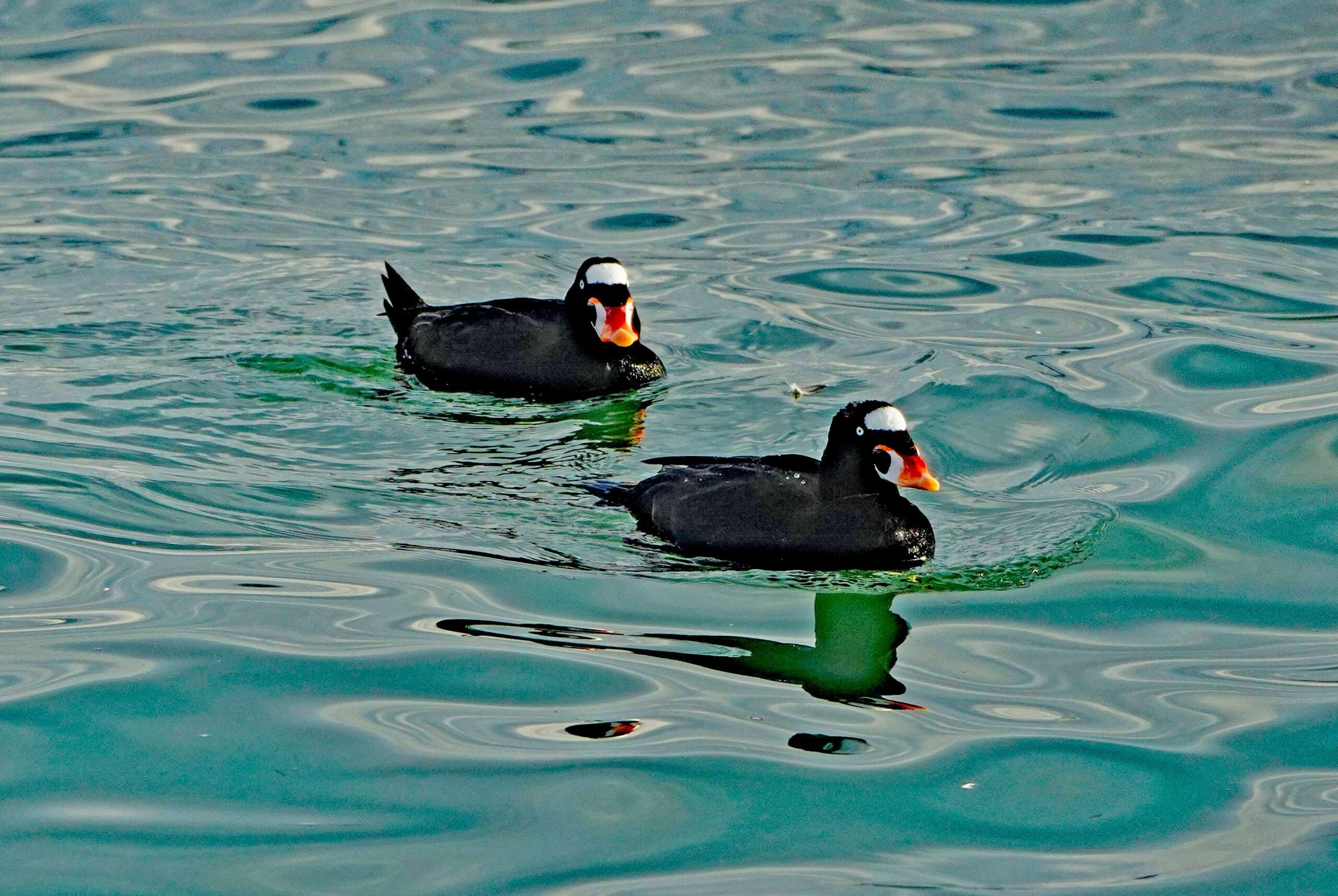 Surf Scoters