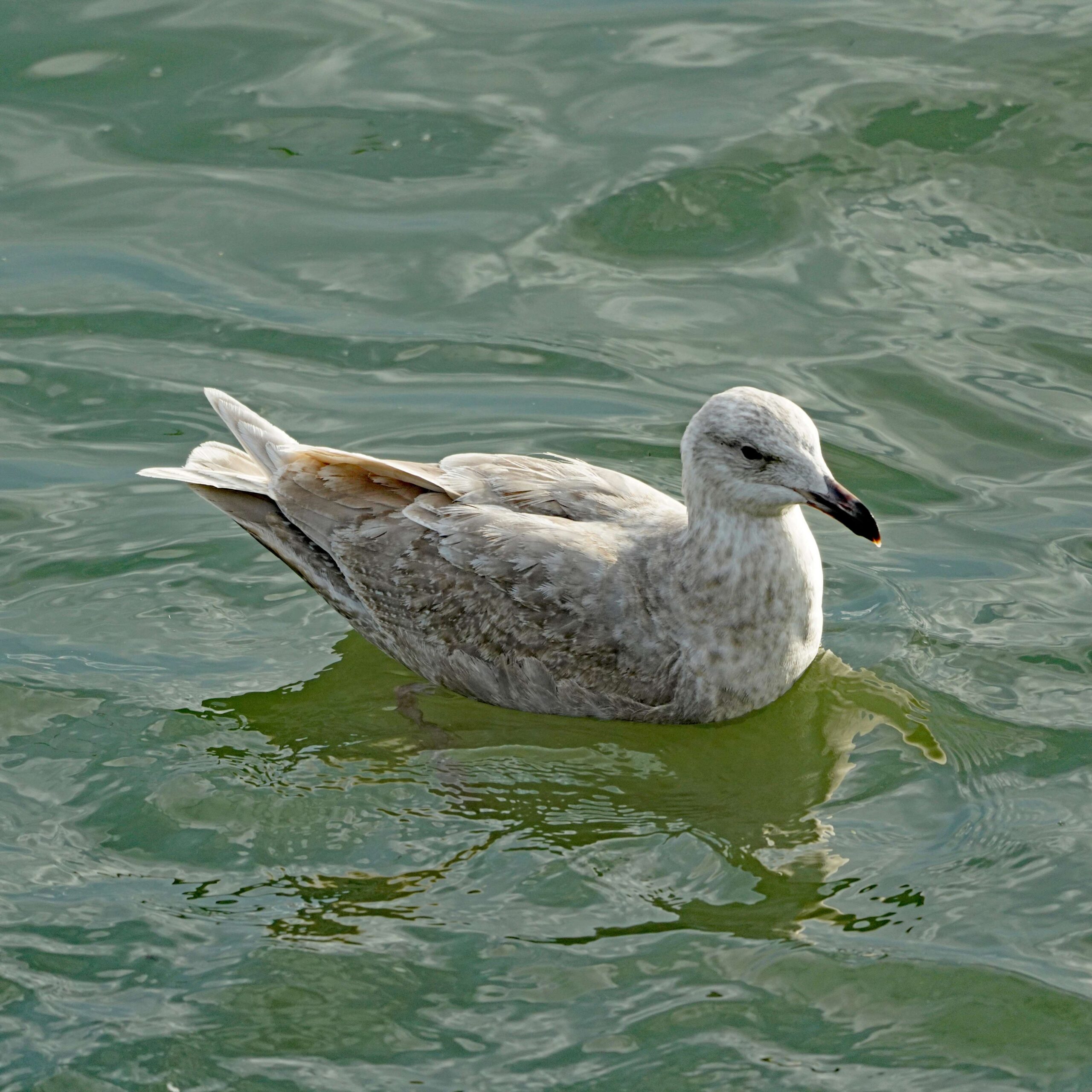 Glaucus-winged Gull
