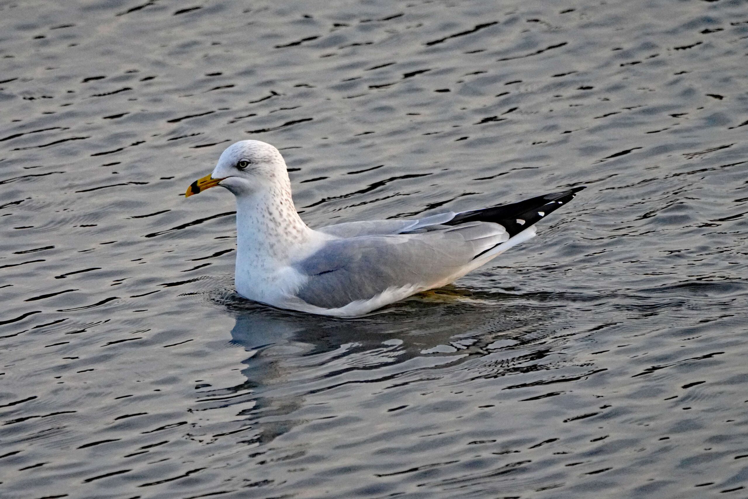Ring-billed Gull
