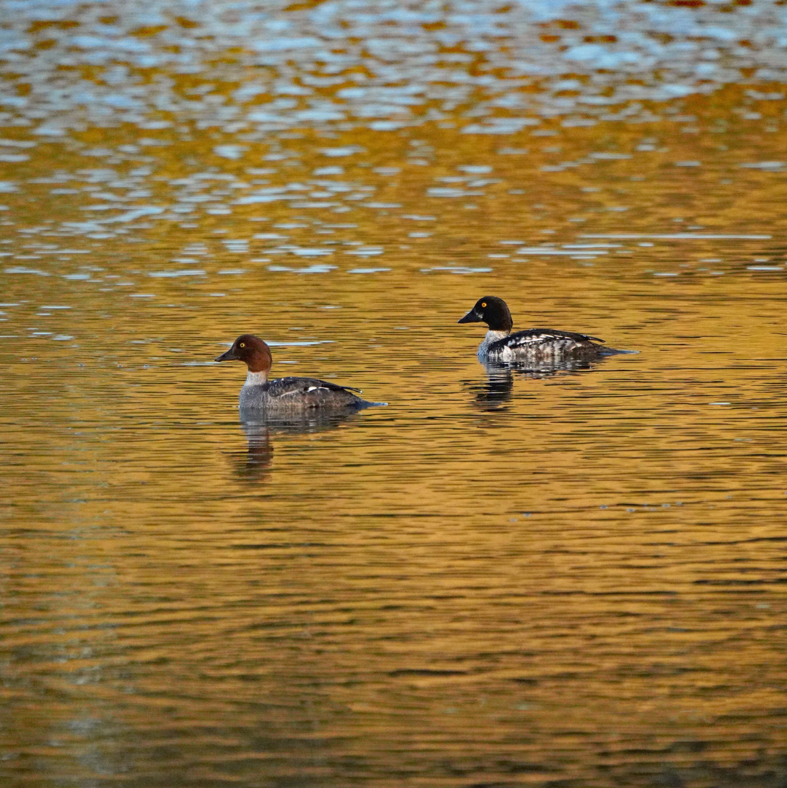 Common Goldeneyes