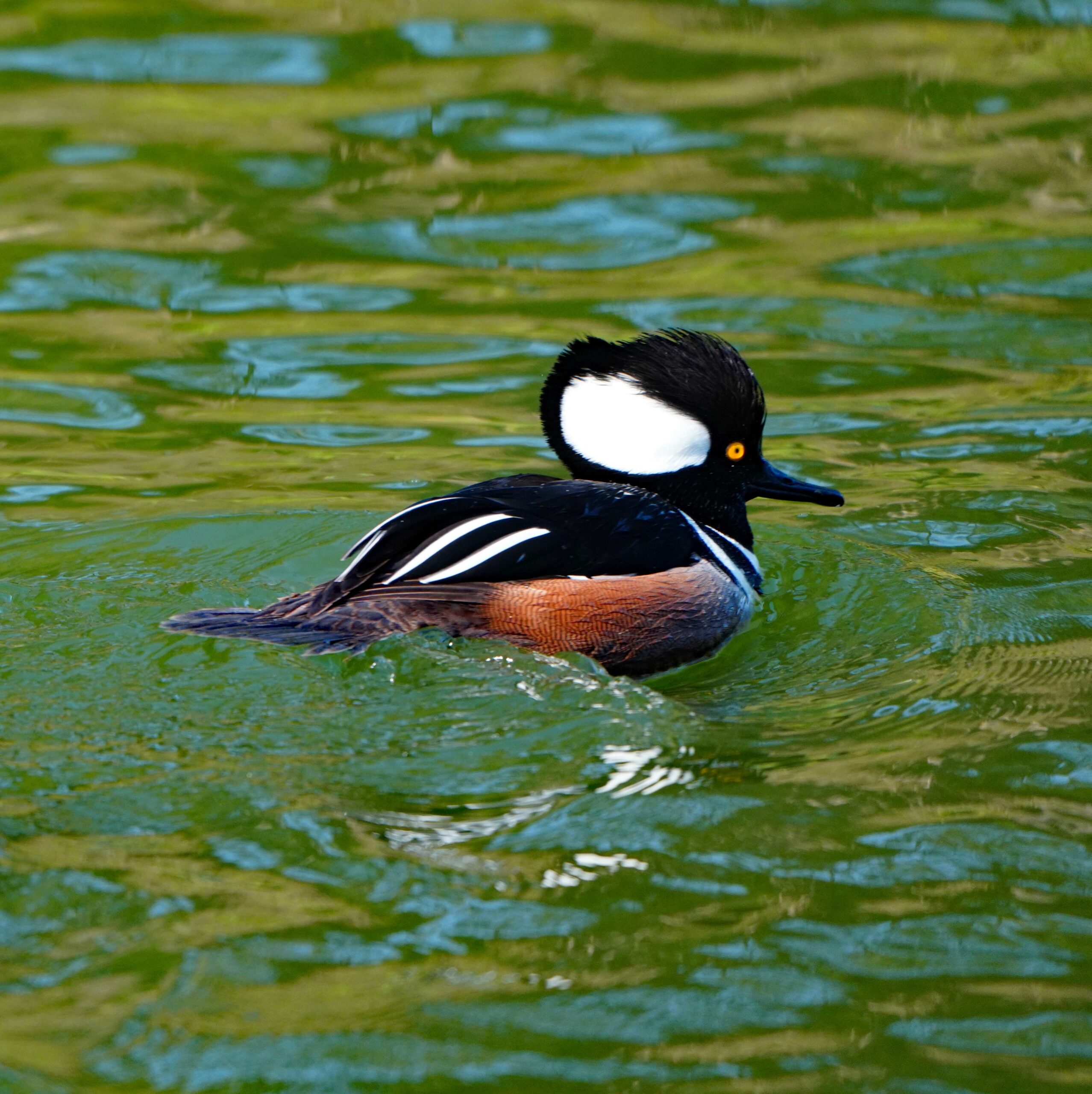 Hooded Merganser