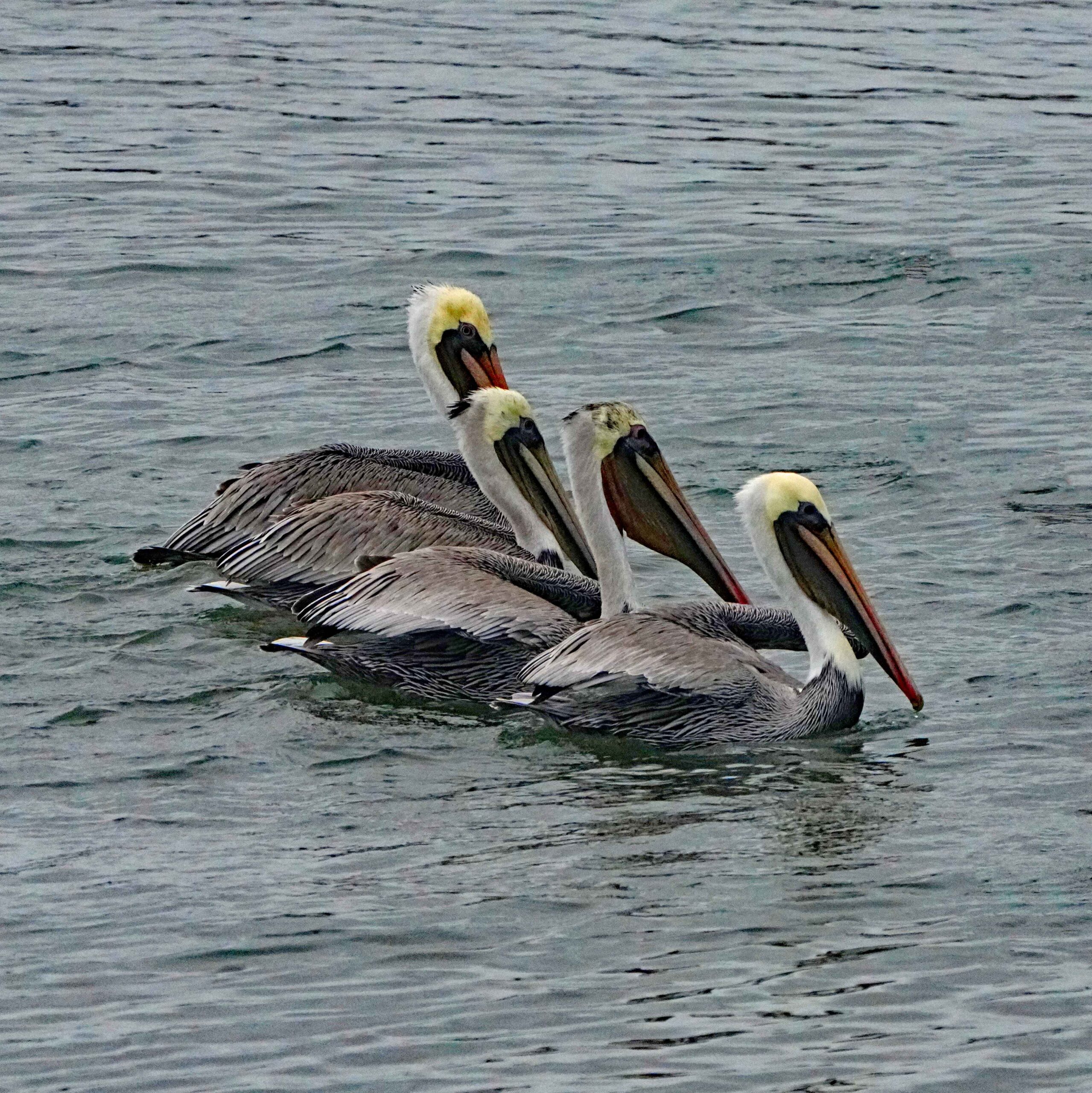 Brown Pelicans