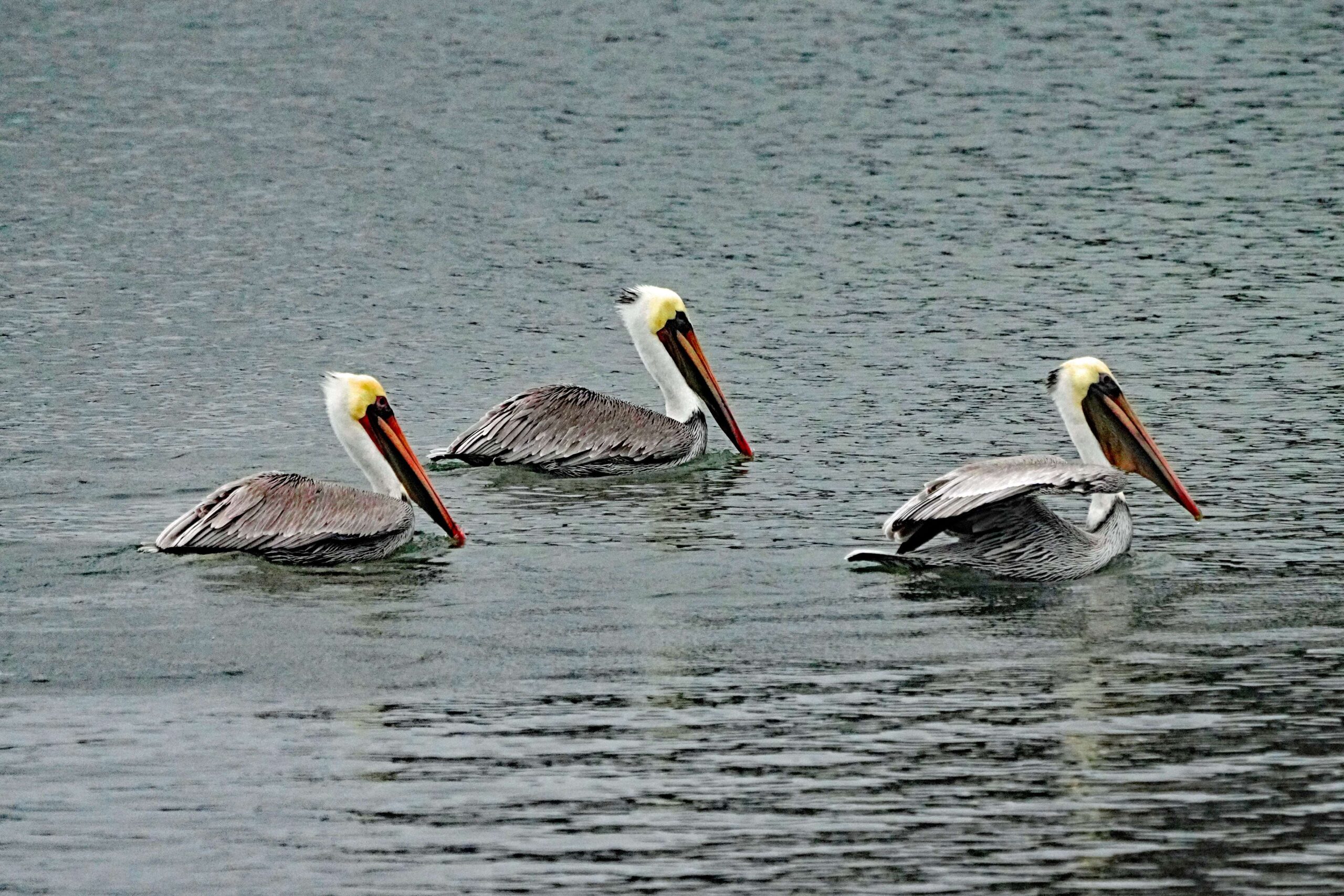 Brown Pelicans