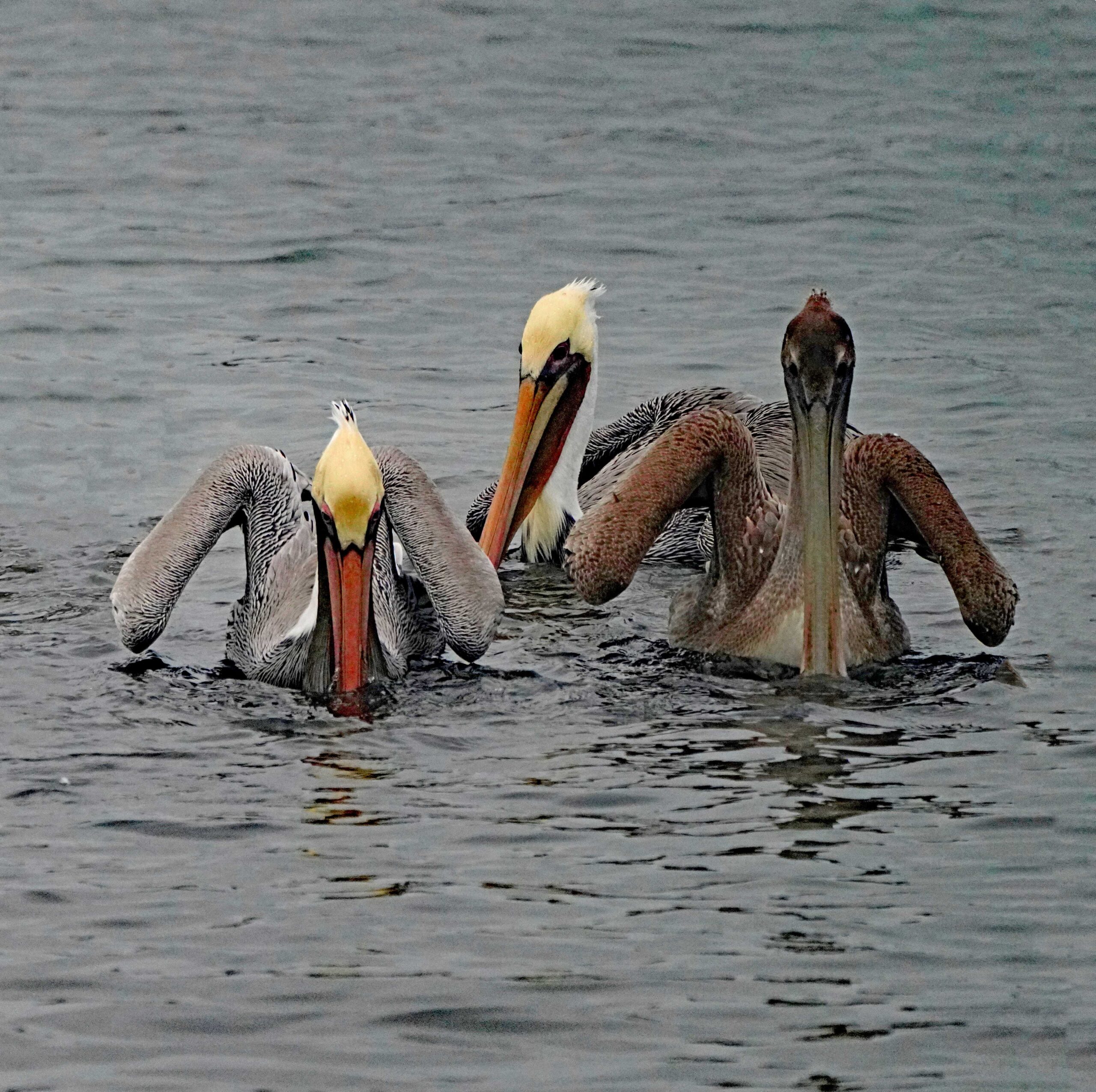 Brown Pelicans