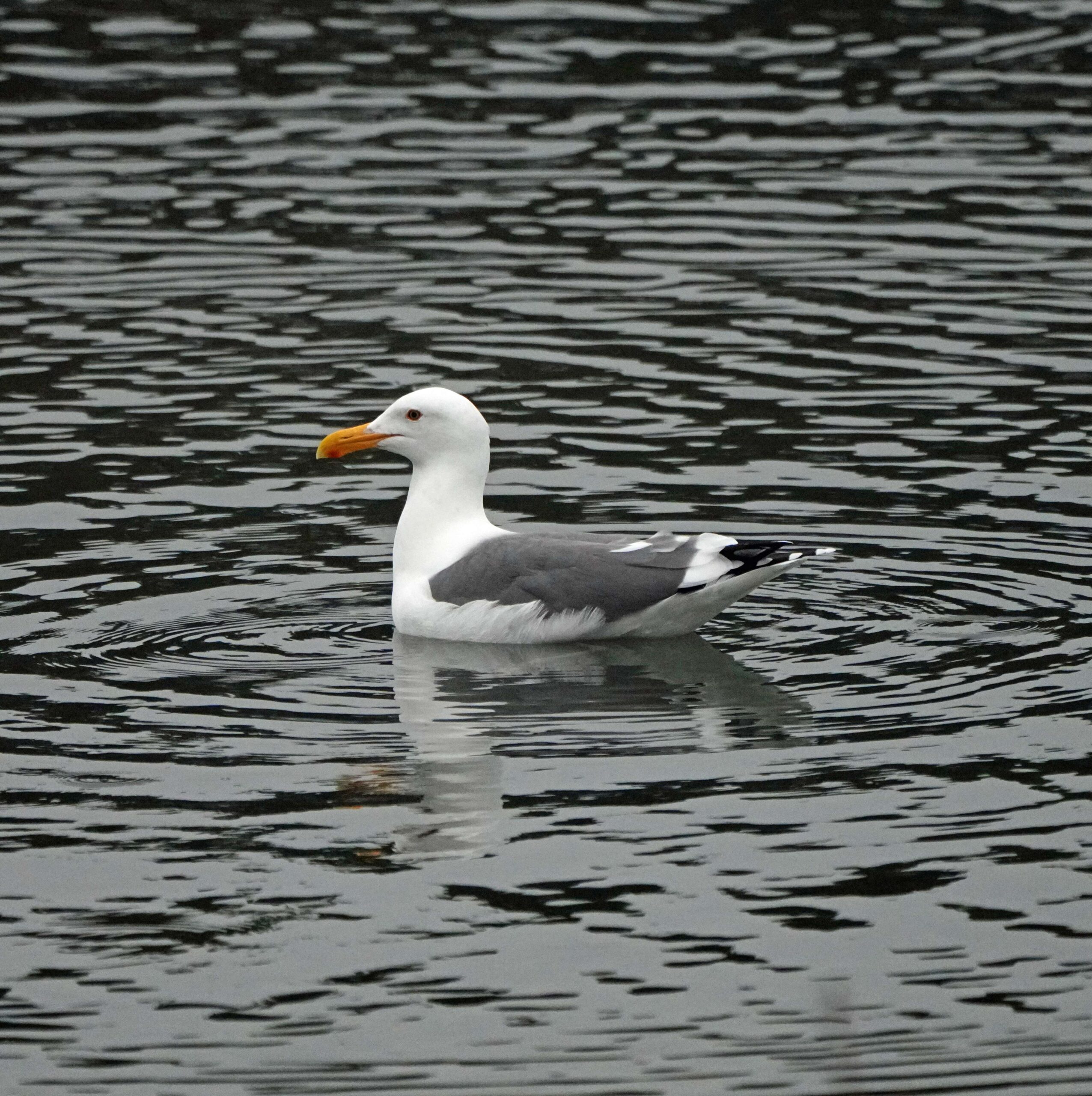 Western Gull