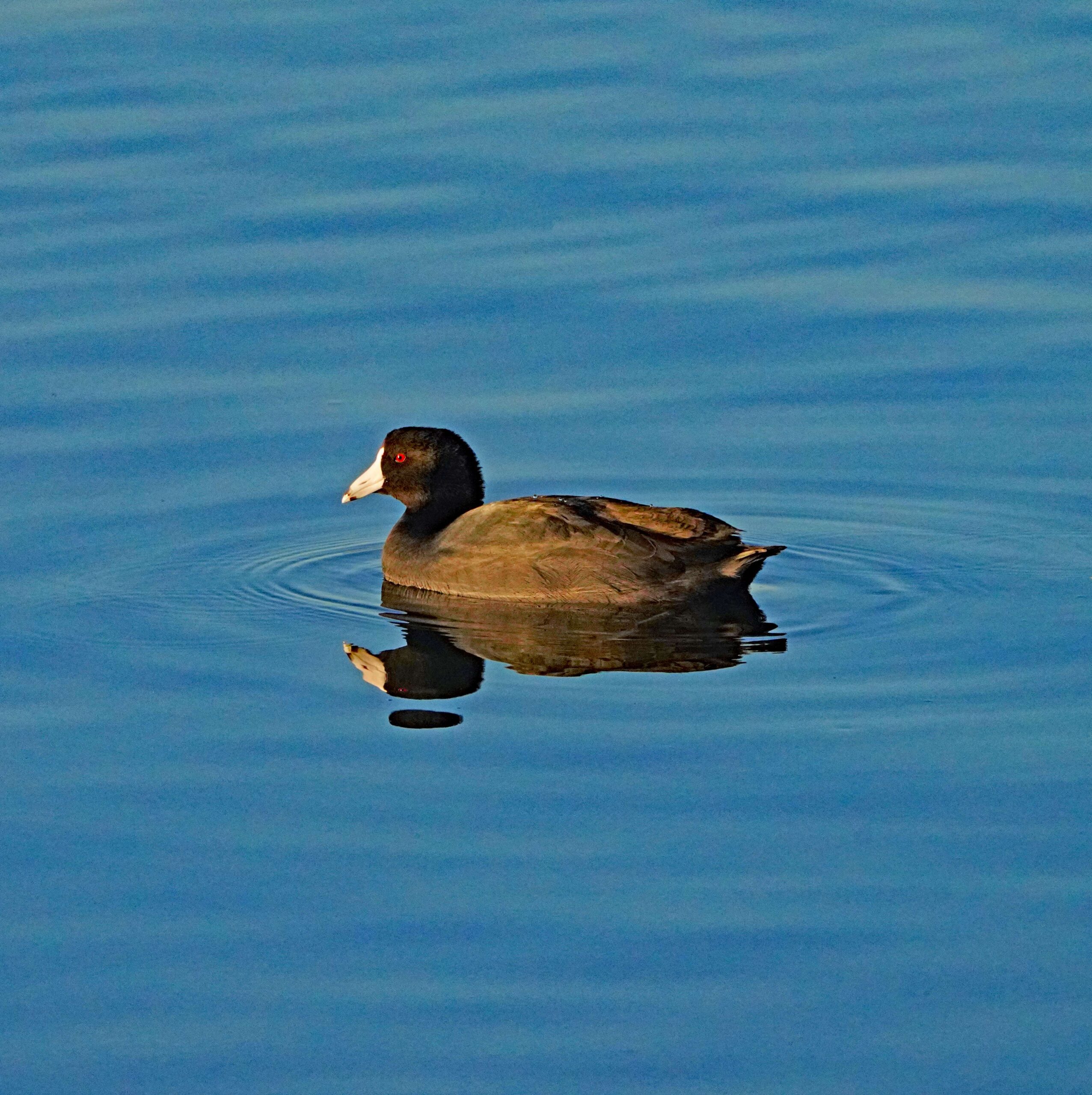 American Coot