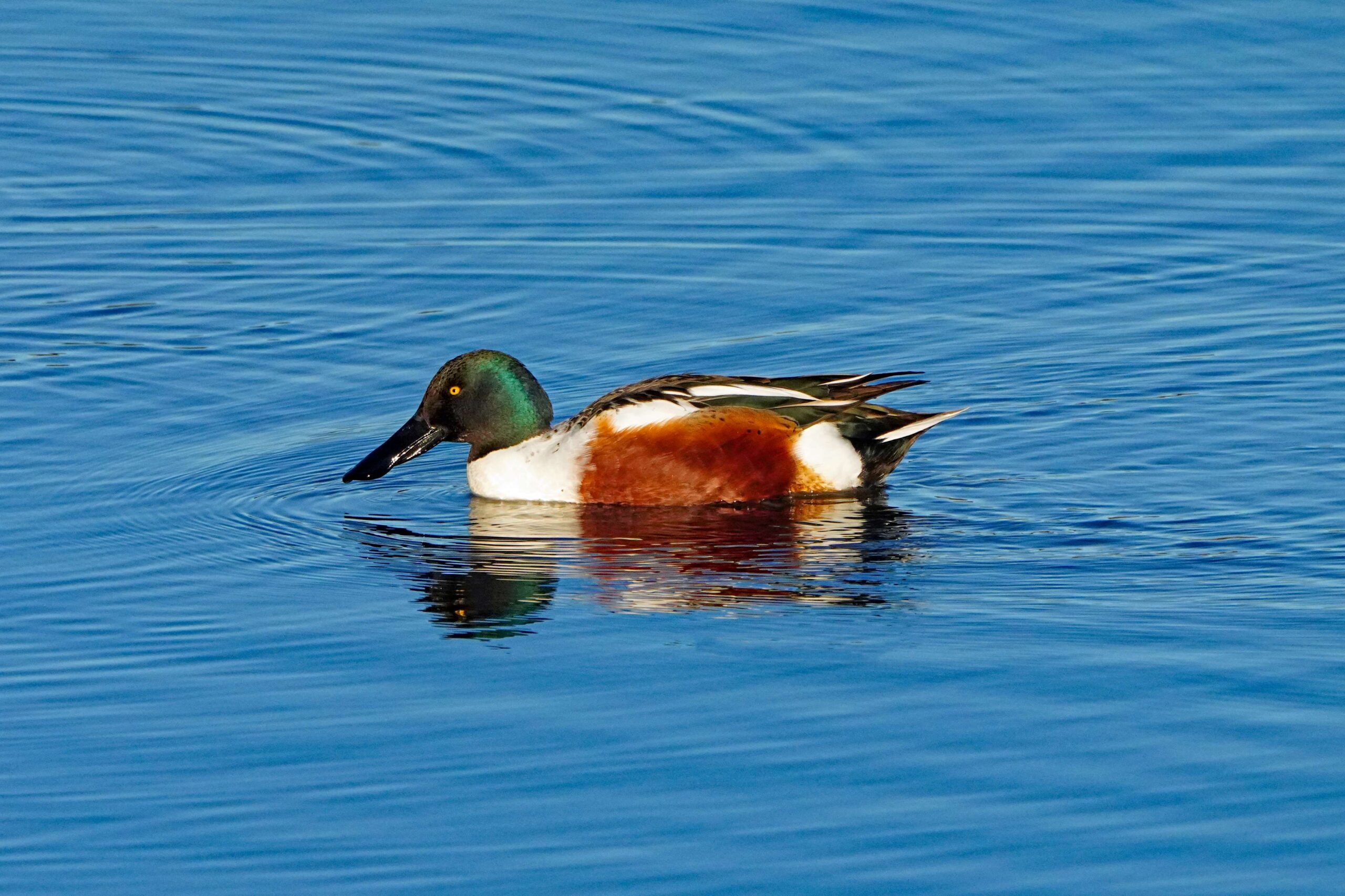 Northern Shoveler