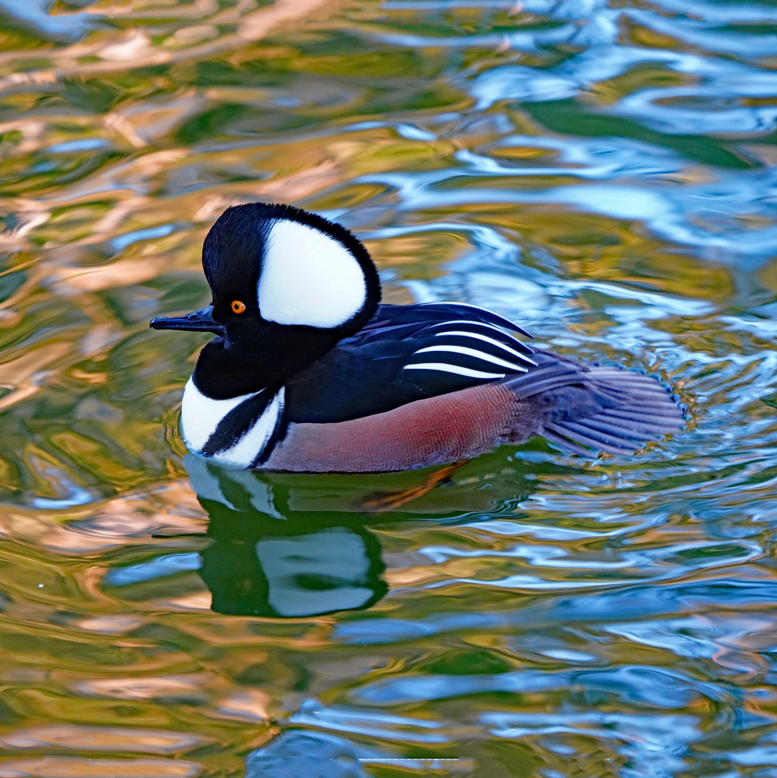 Hooded Merganser
