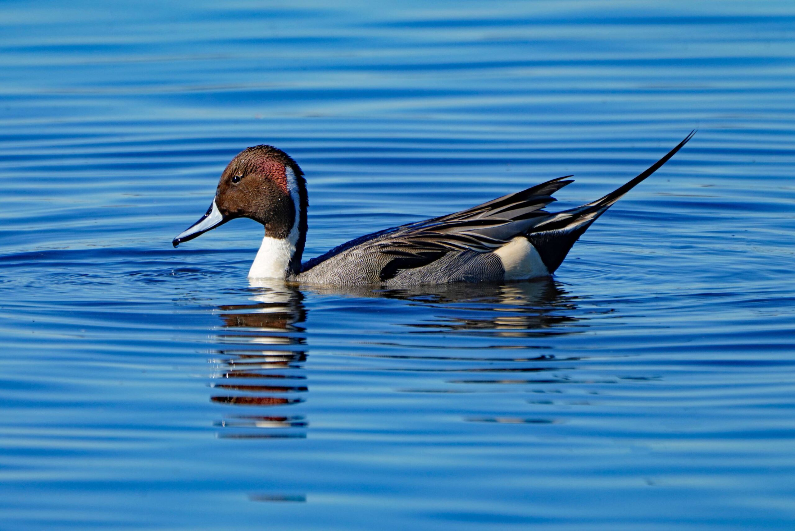 Pintail Duck