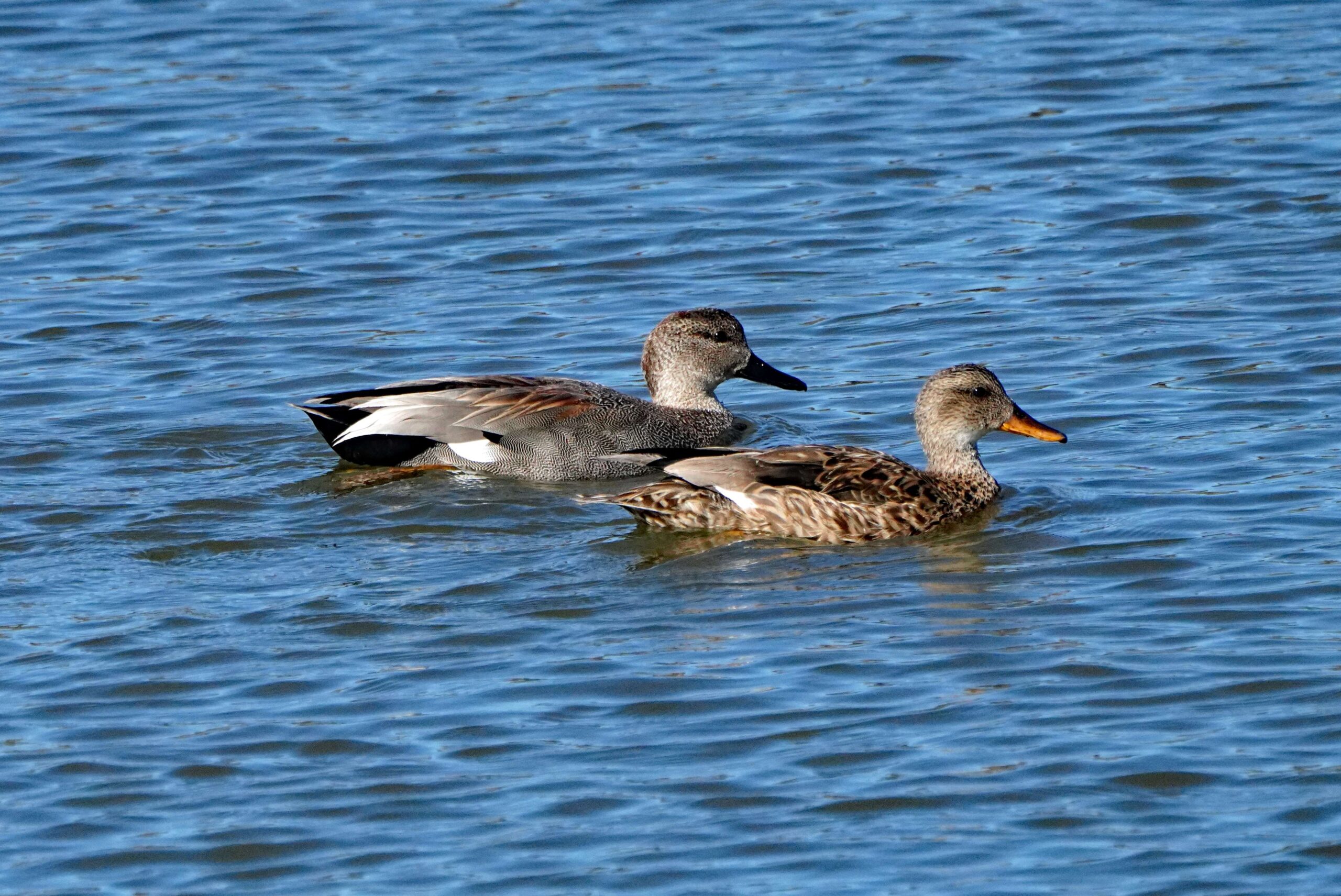Gadwall Ducks