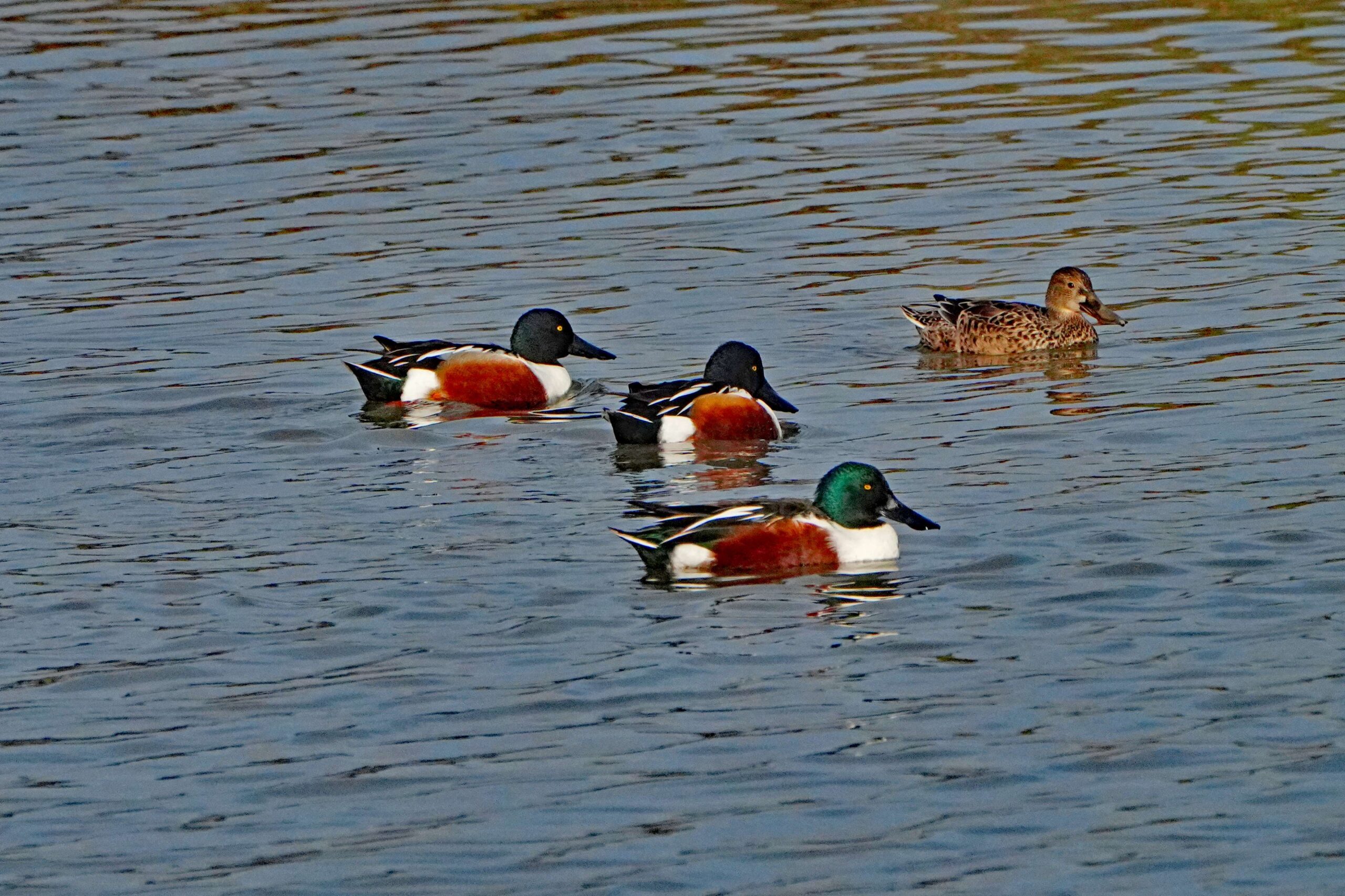 Northern Shovelers