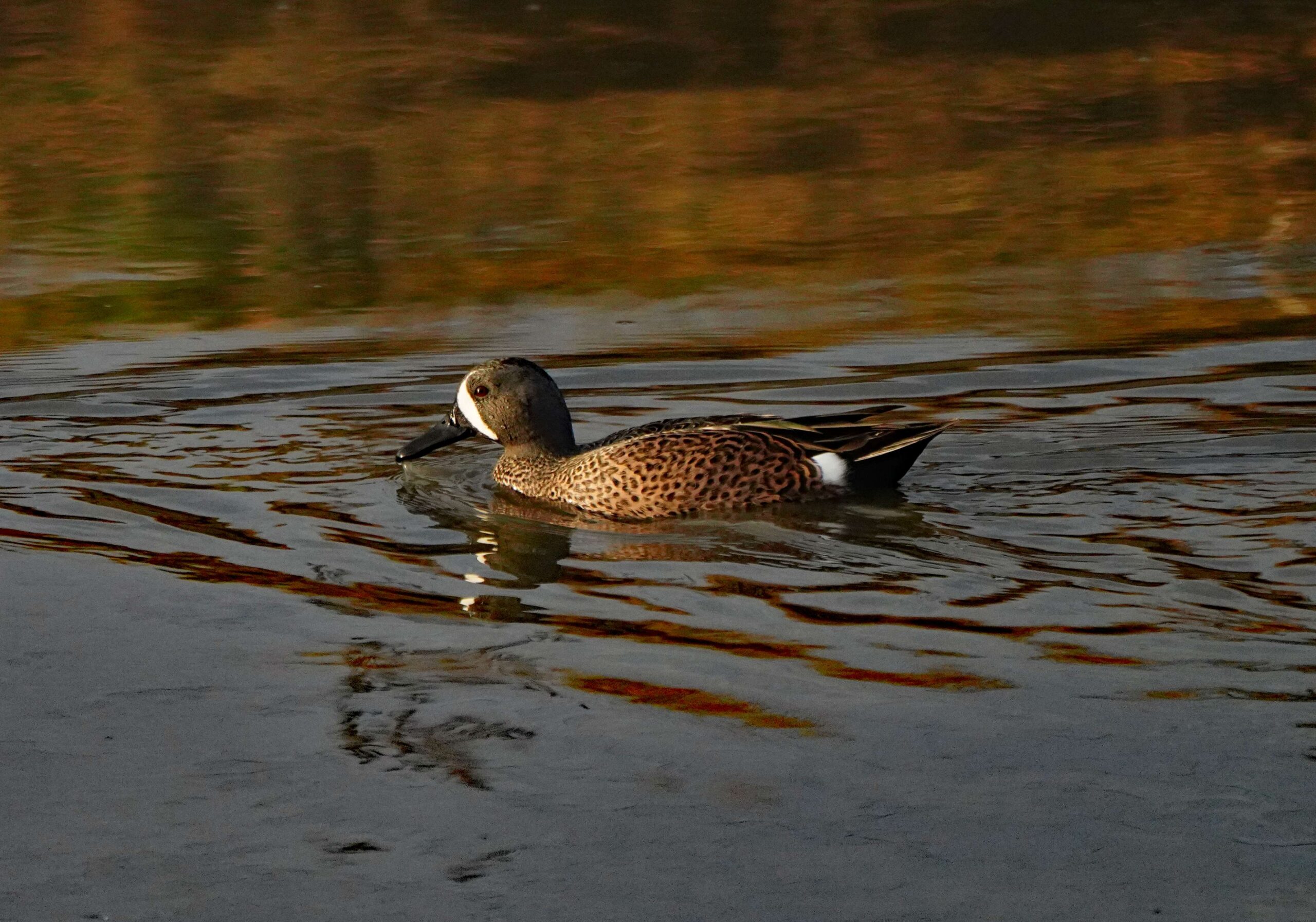 Blue-winged Teal Duck