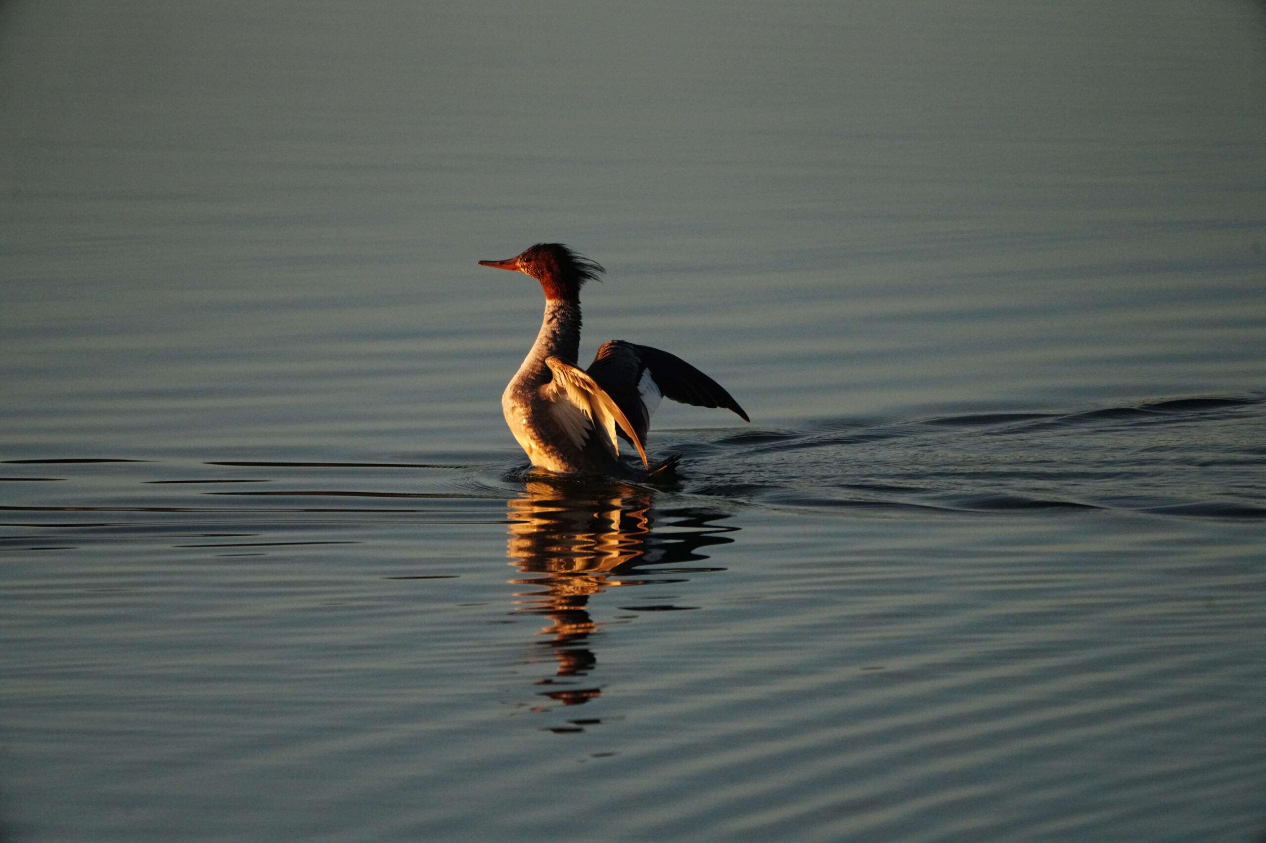 Common Merganser
