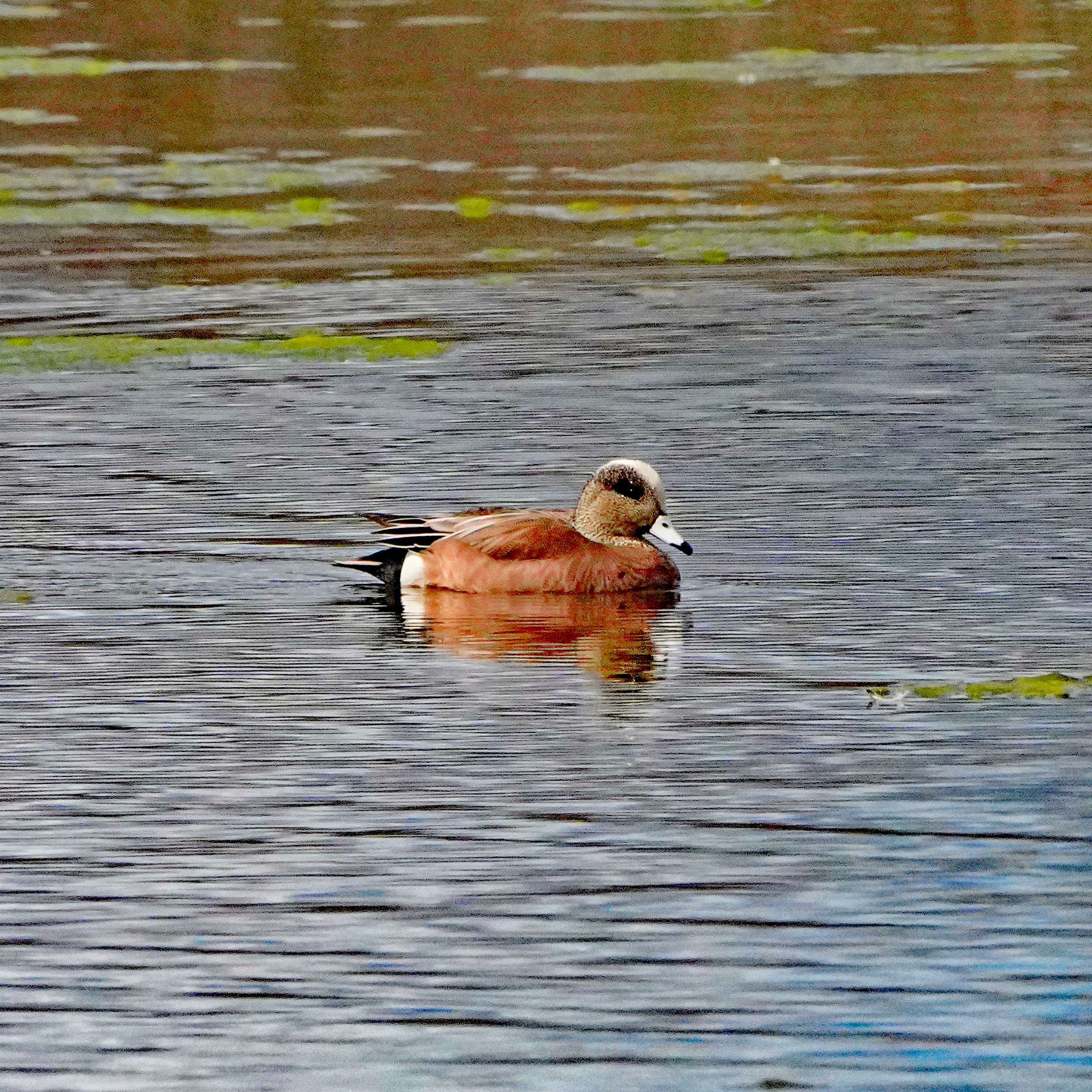 American Wigeon