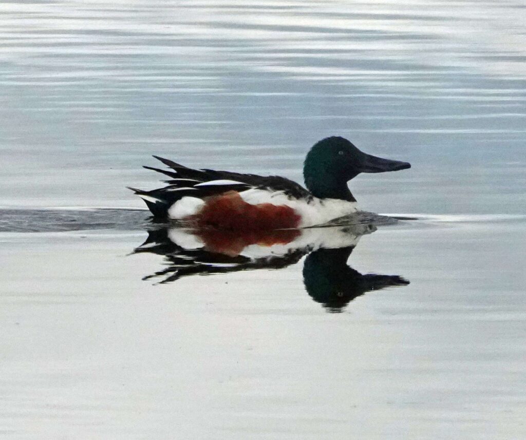 Northern Shoveler
