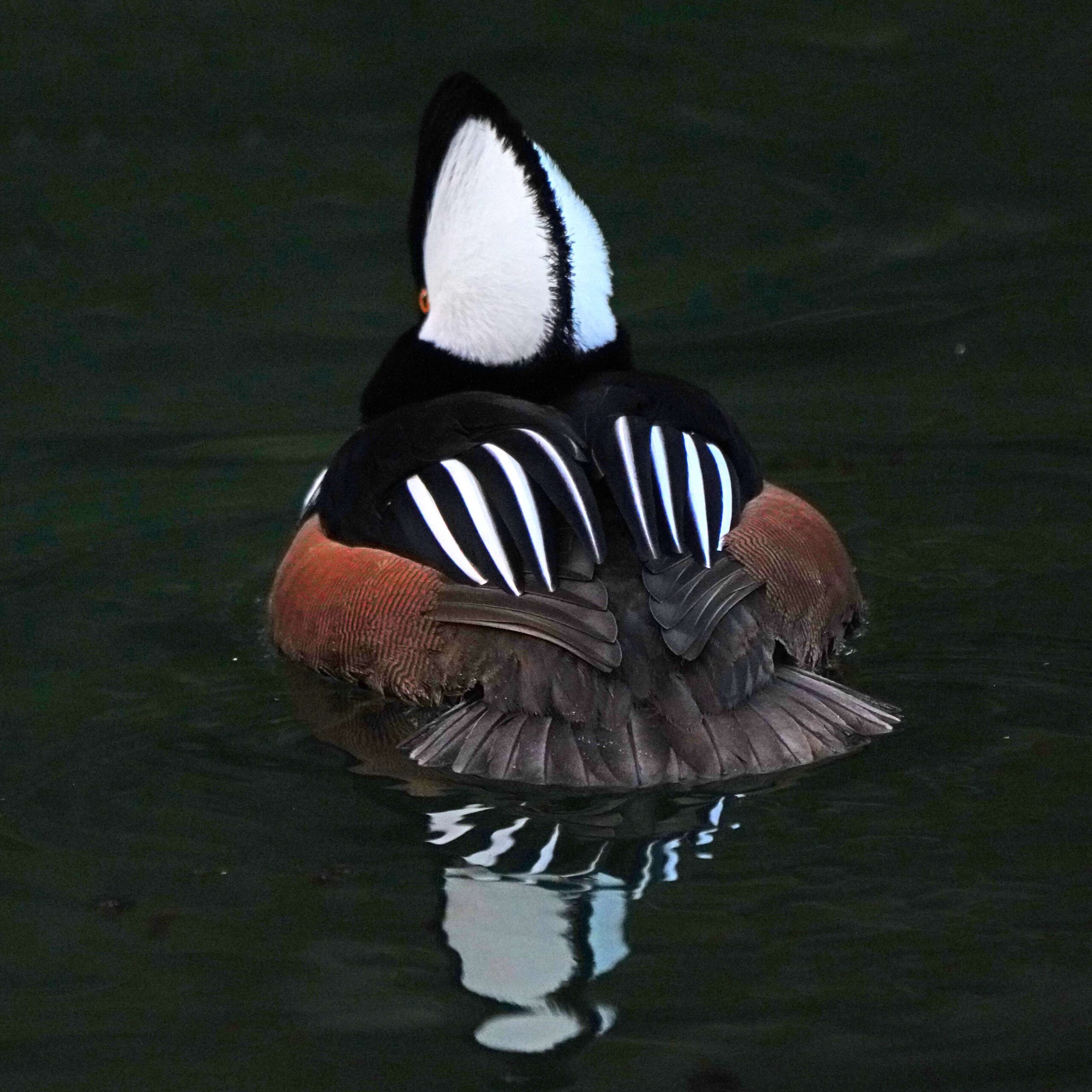 Hooded Merganser