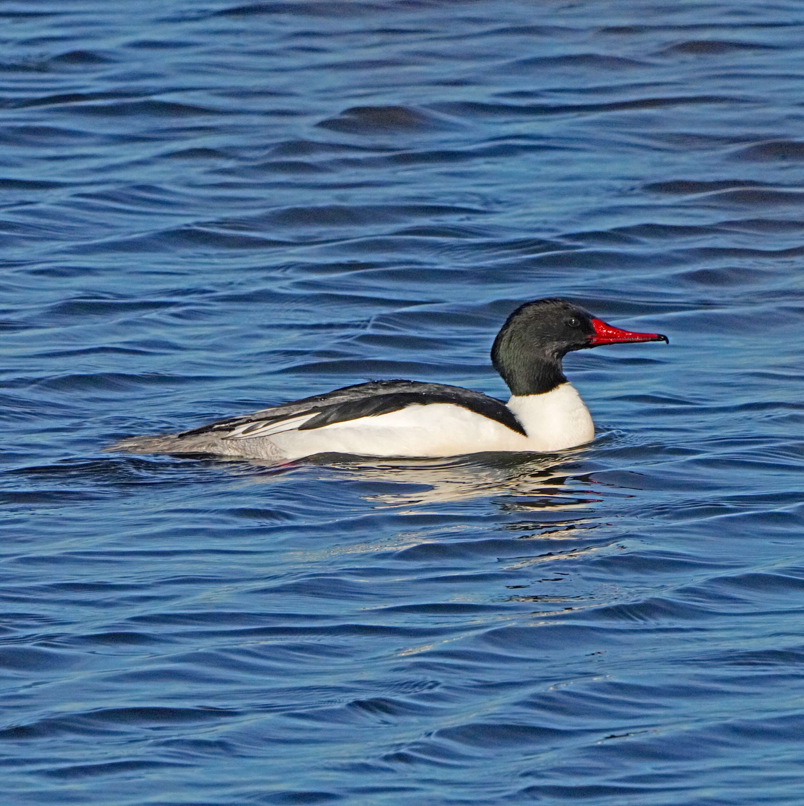 Common Merganser