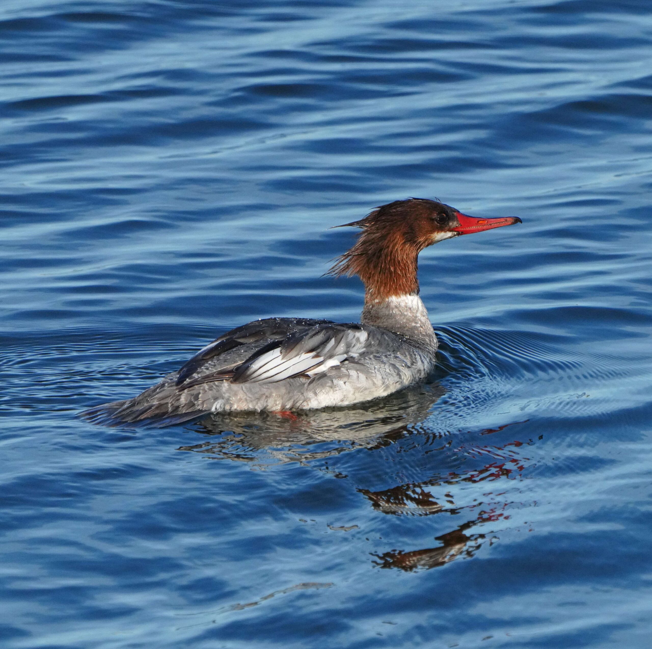Common Merganser