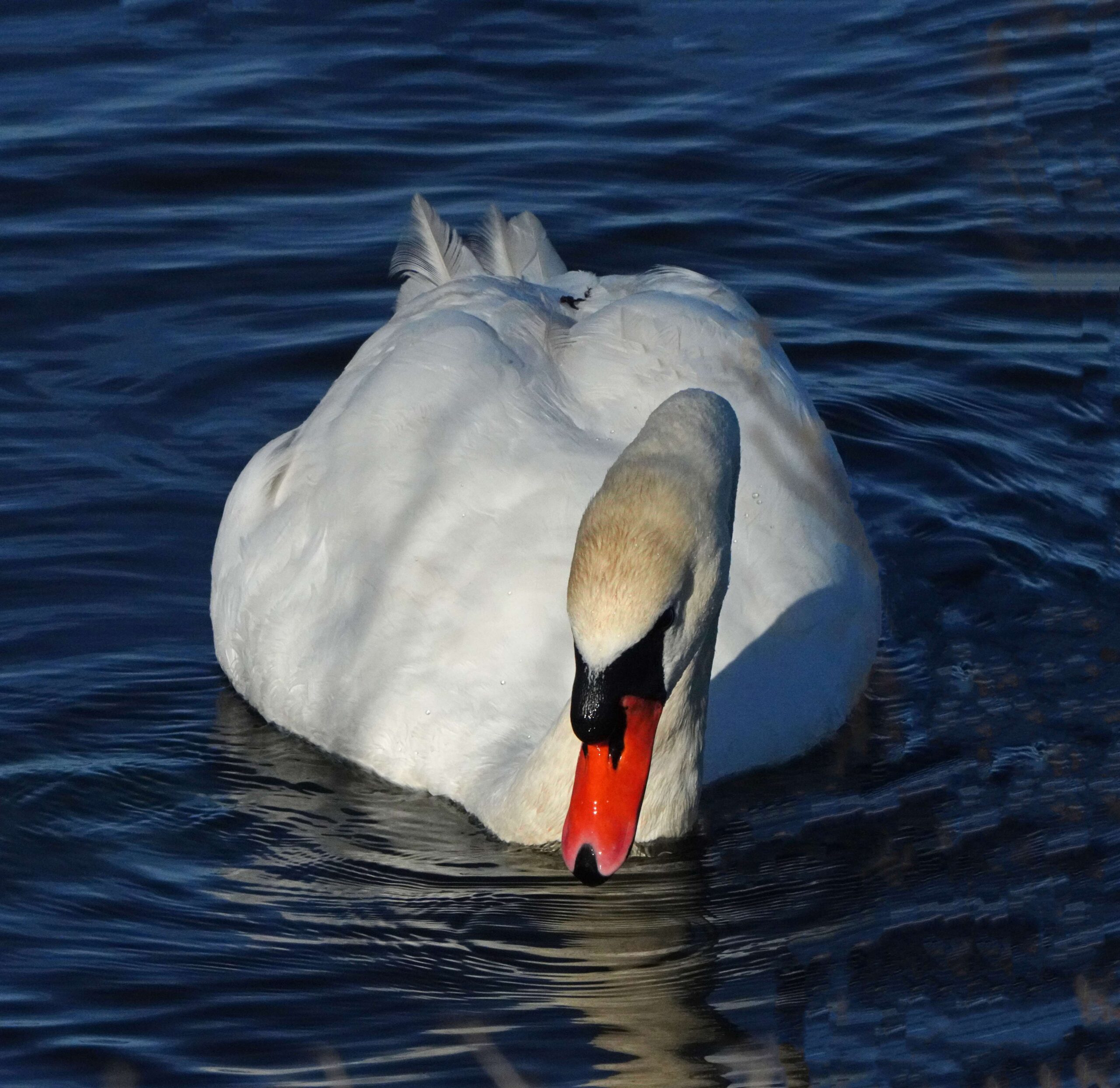 Mute Swan
