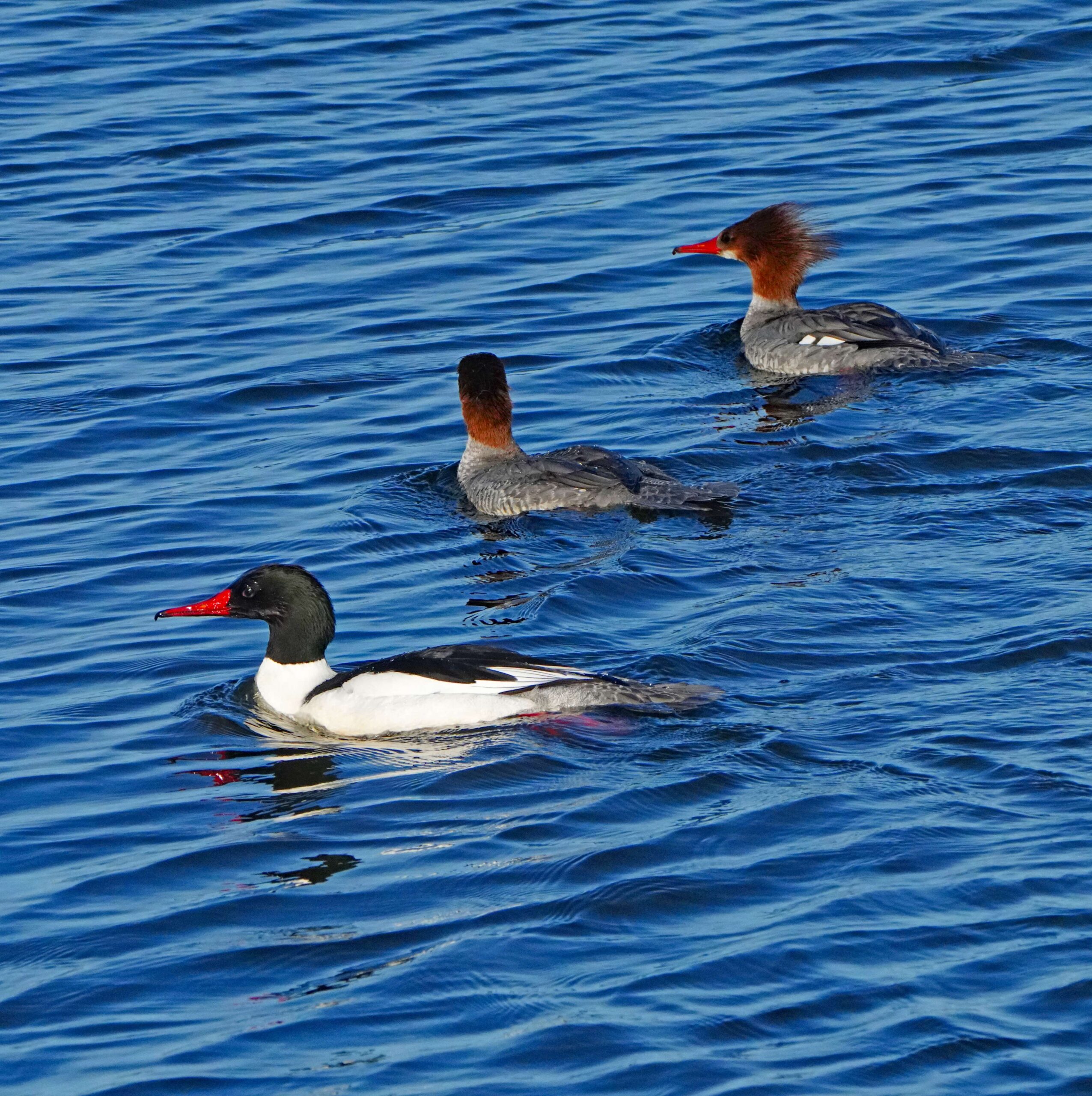 Common Merganser