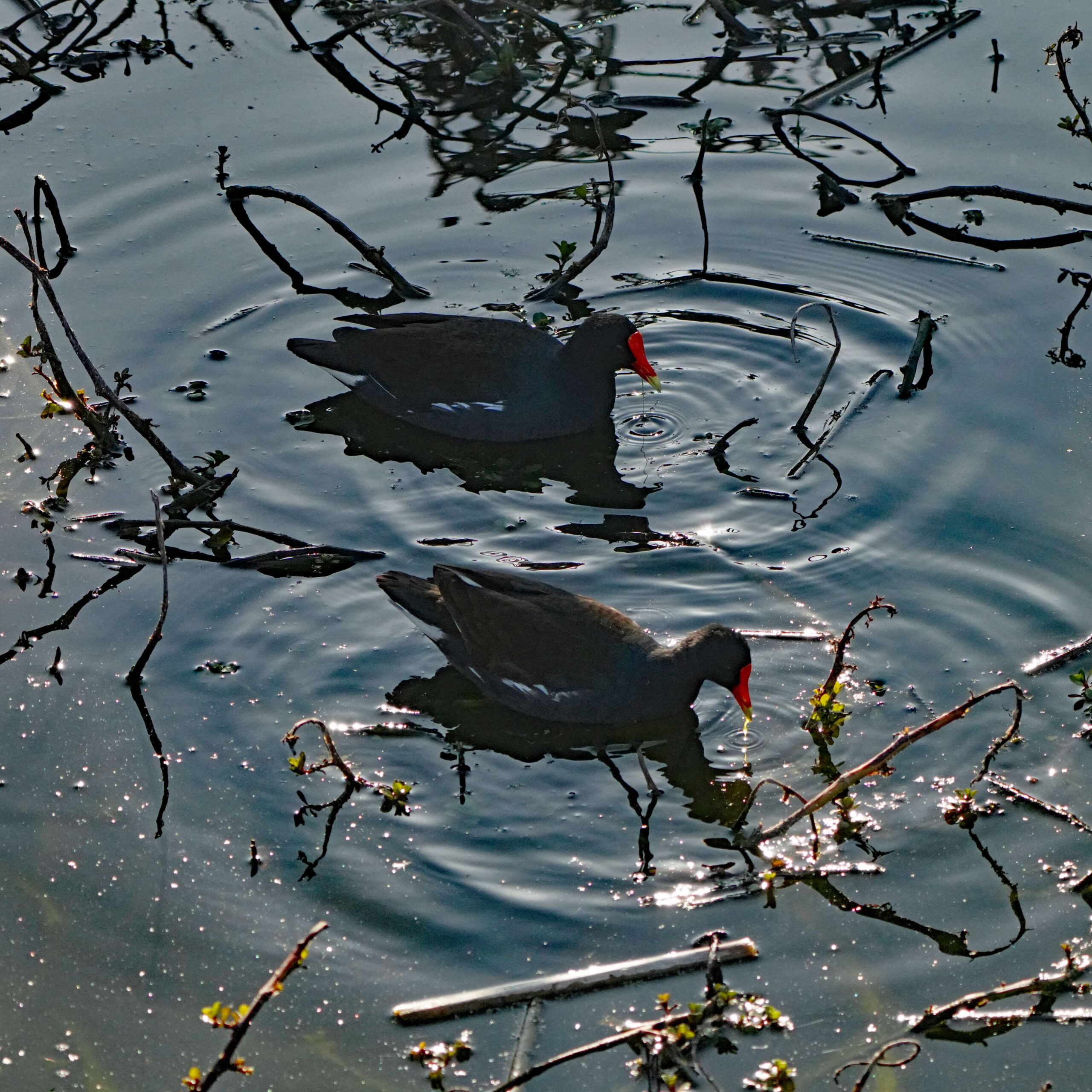 American Gallinule