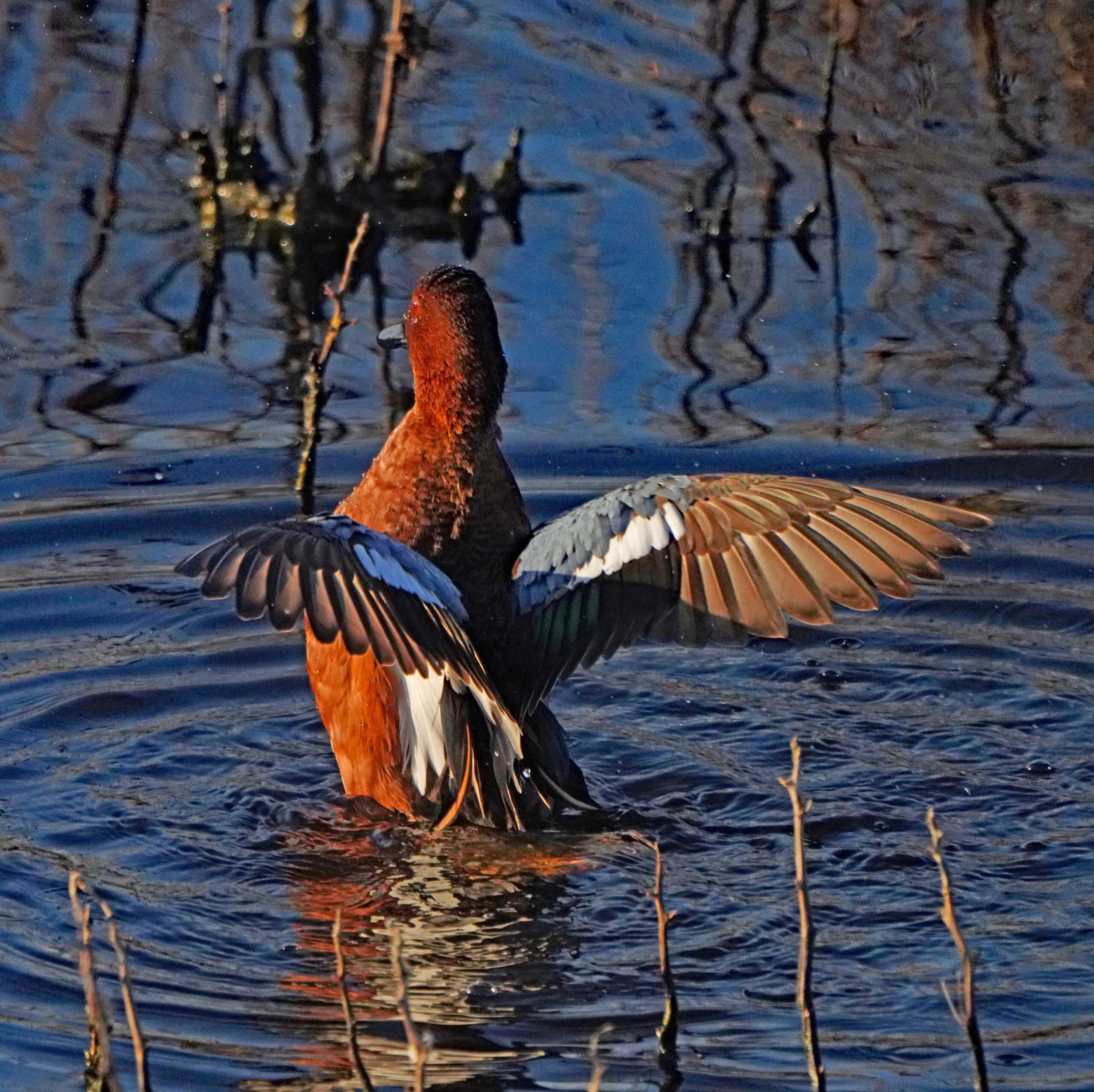 Cinnamon Teal