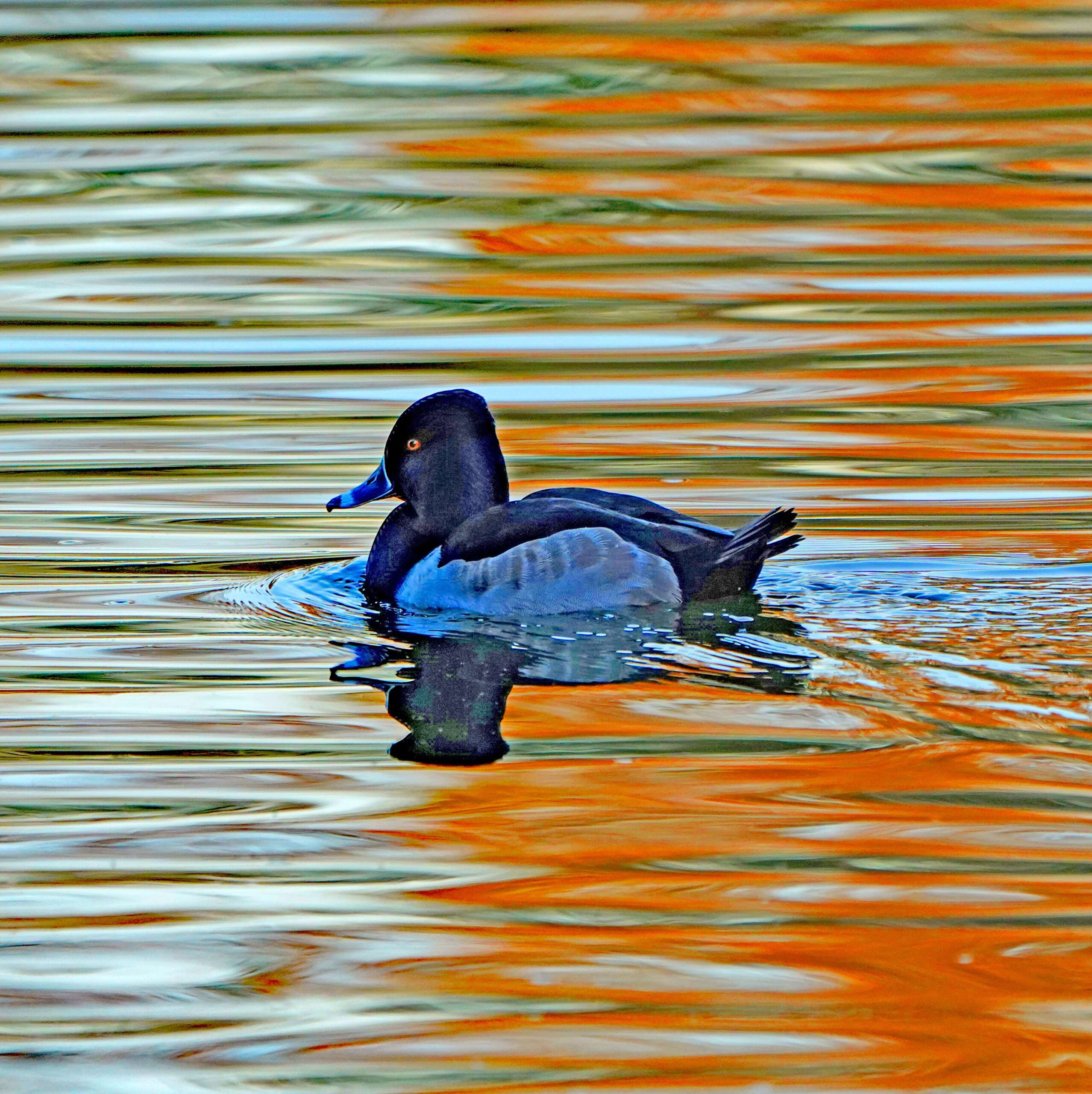 Ring-necked Duck