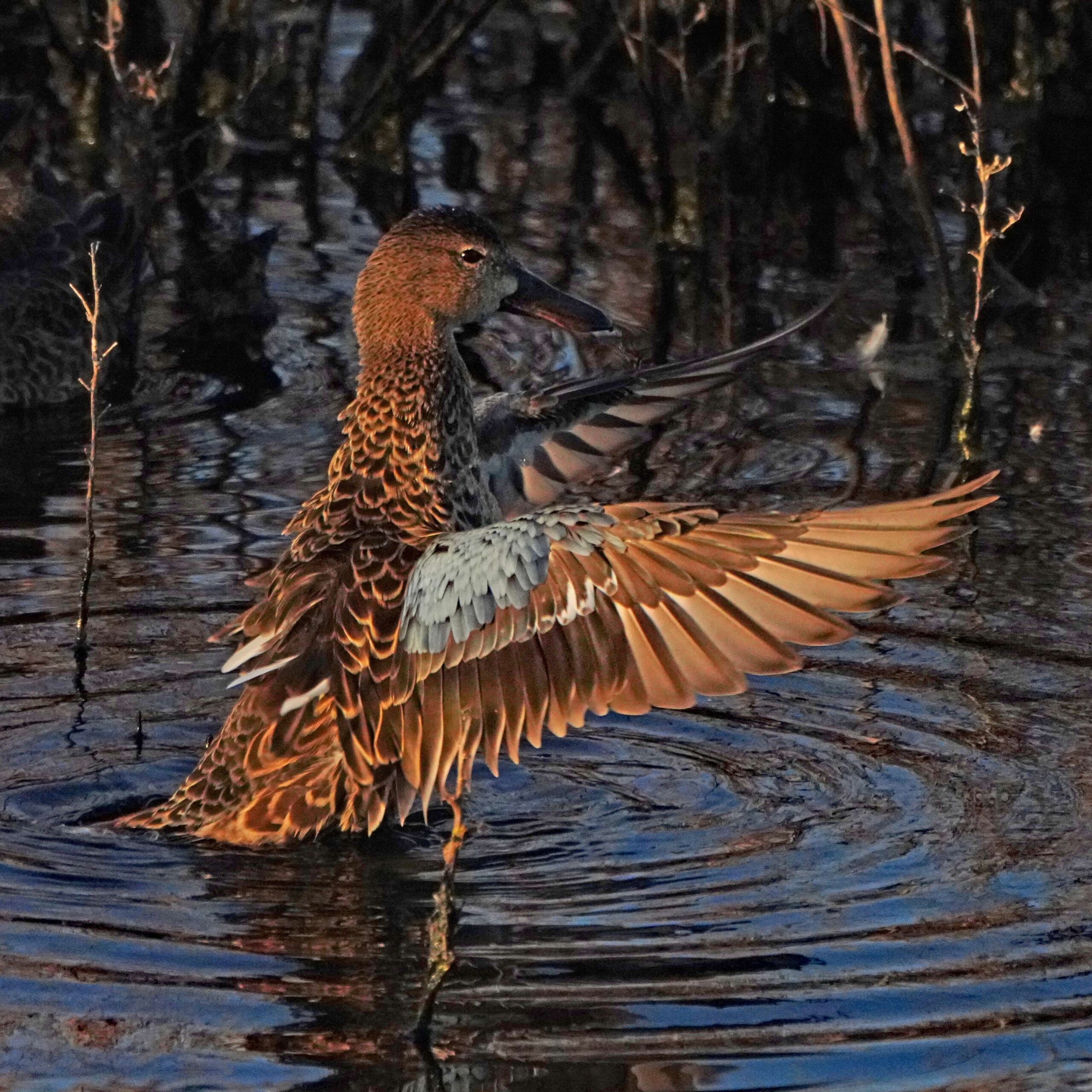 Cinnamon Teal