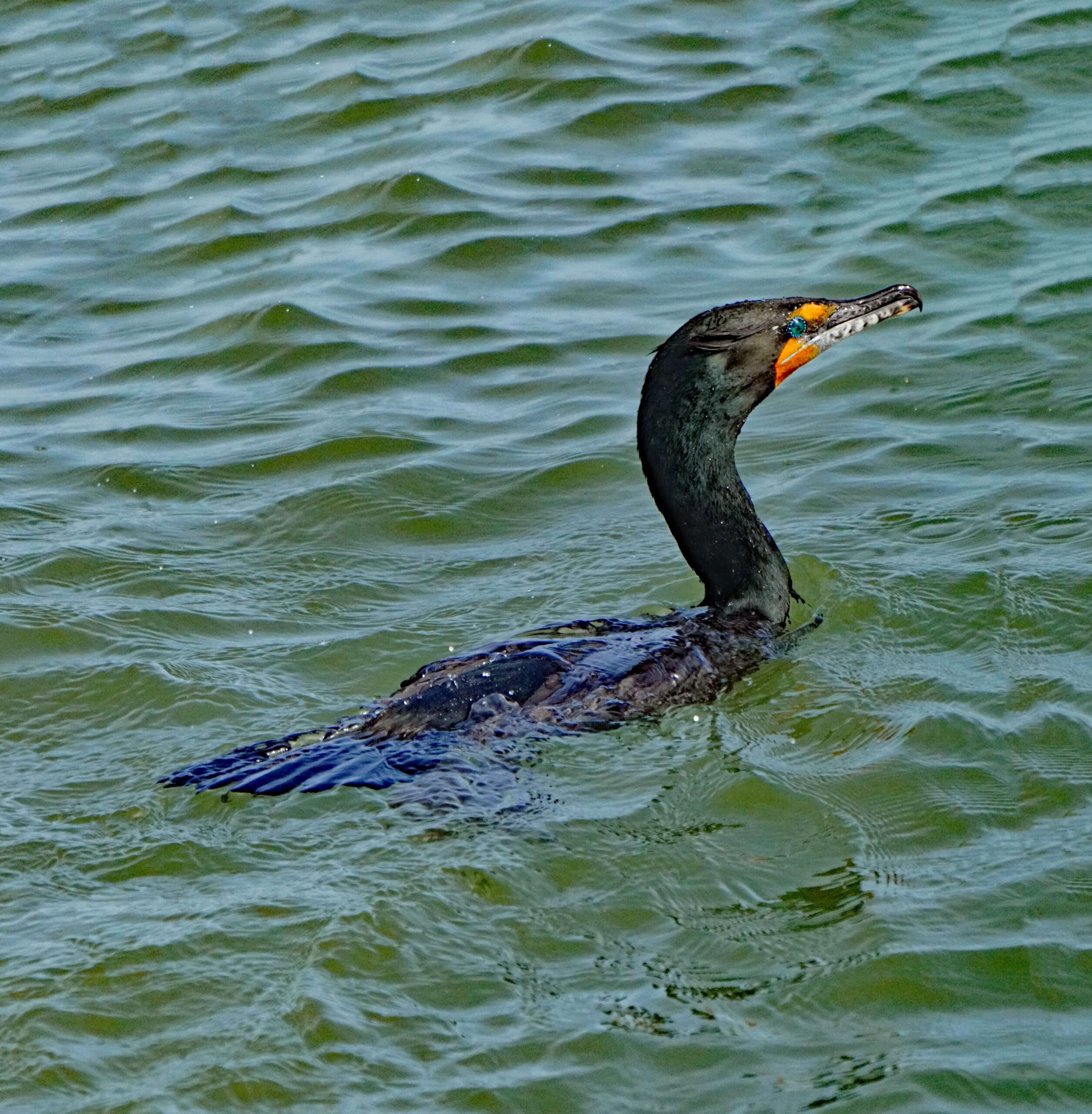 Double-crested Cormorant