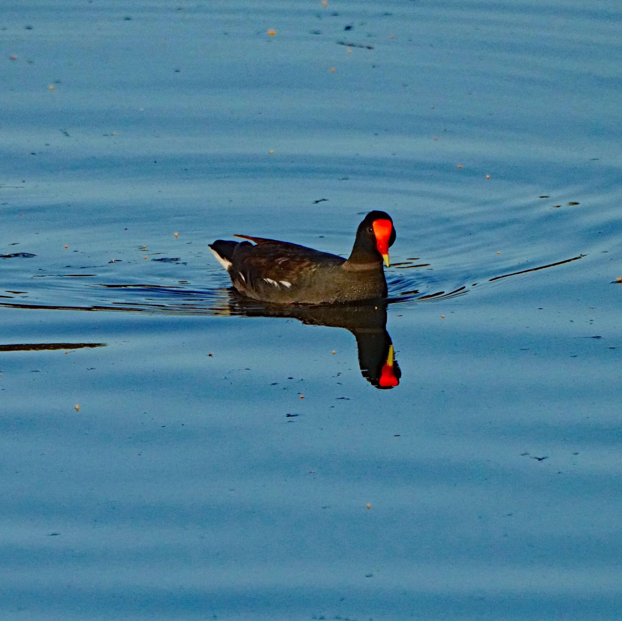 Common Gallinule