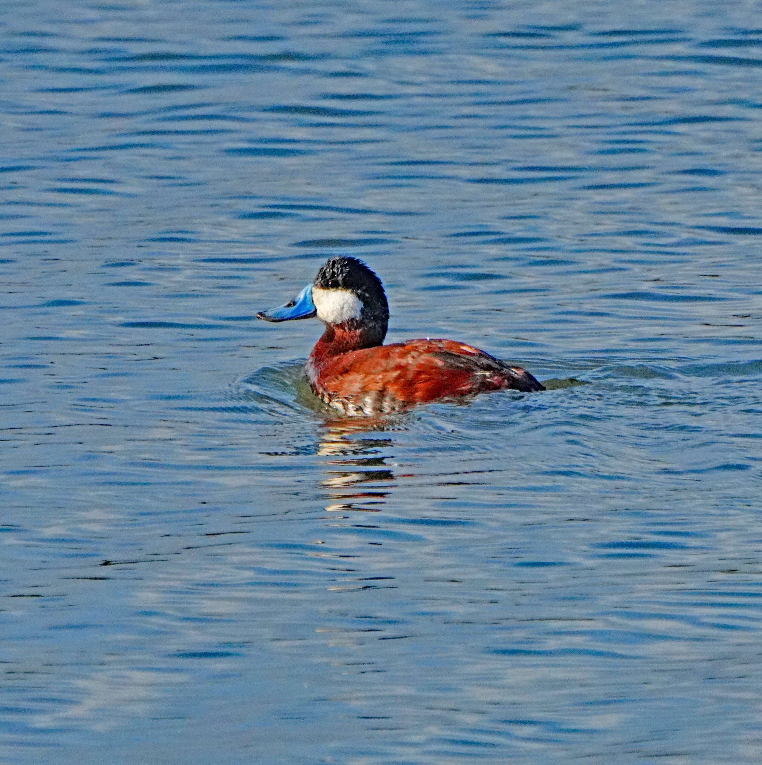 Ruddy Duck