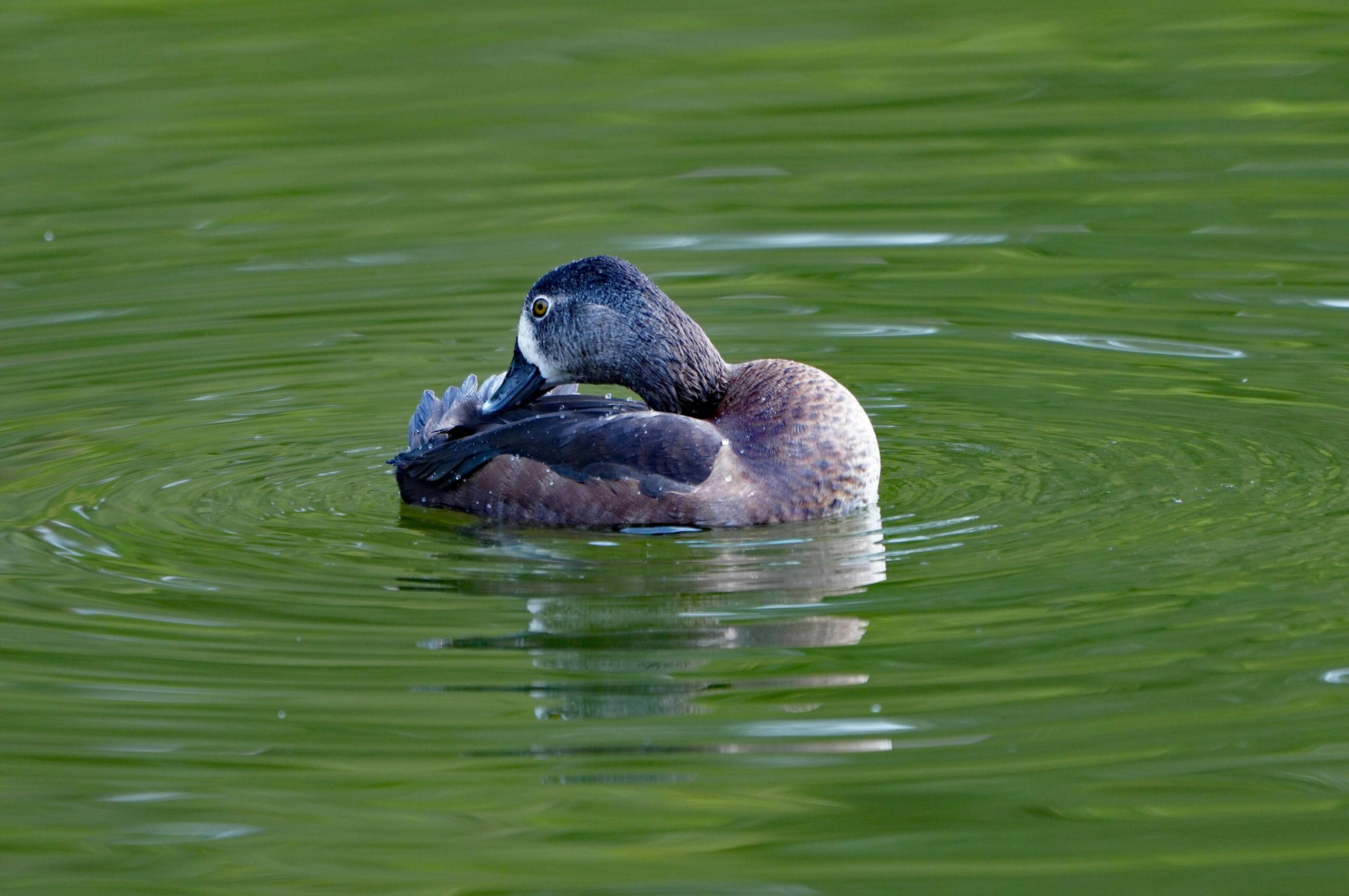 Pied-billed Grebe