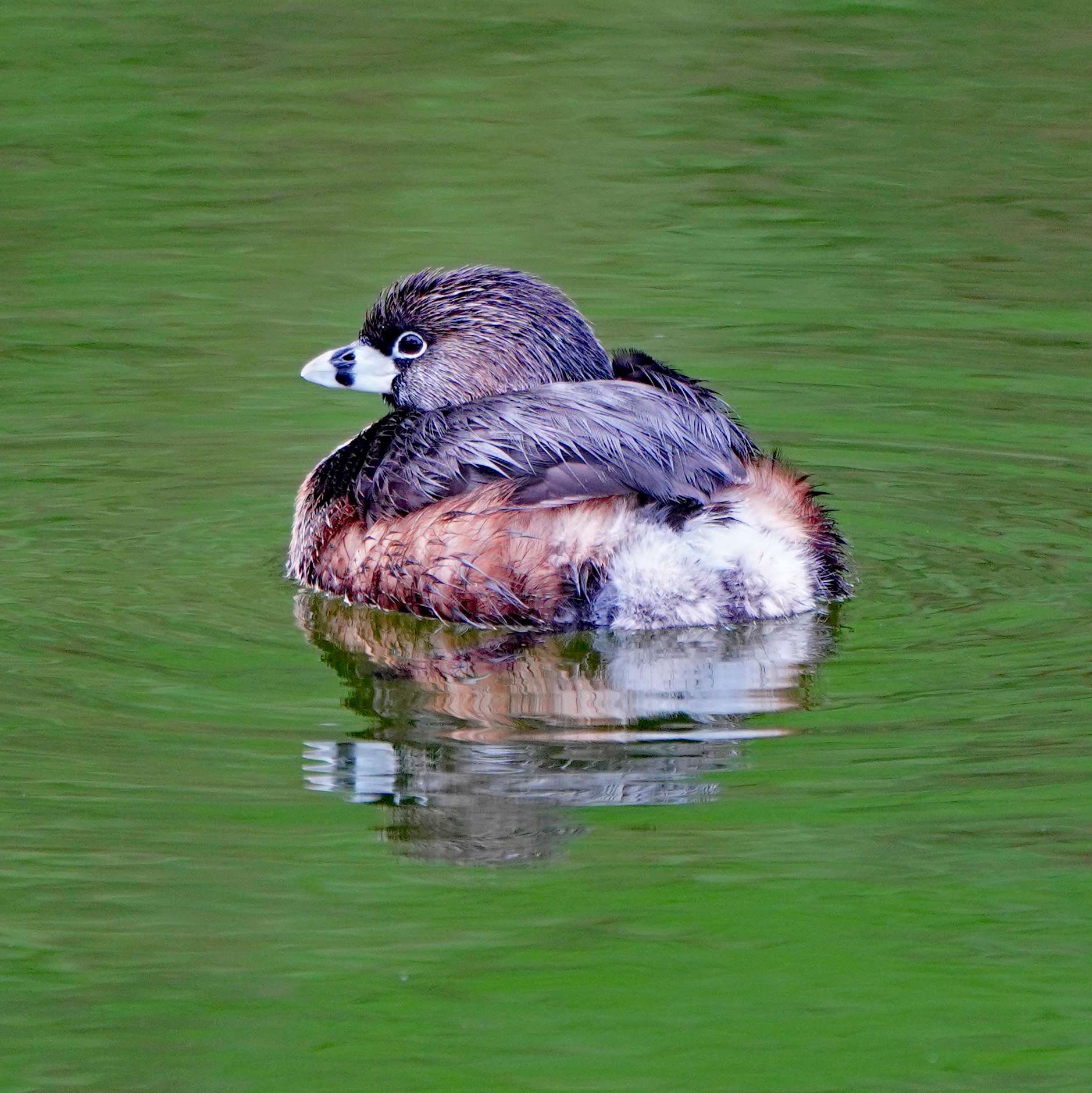 Pied-billed Grebe