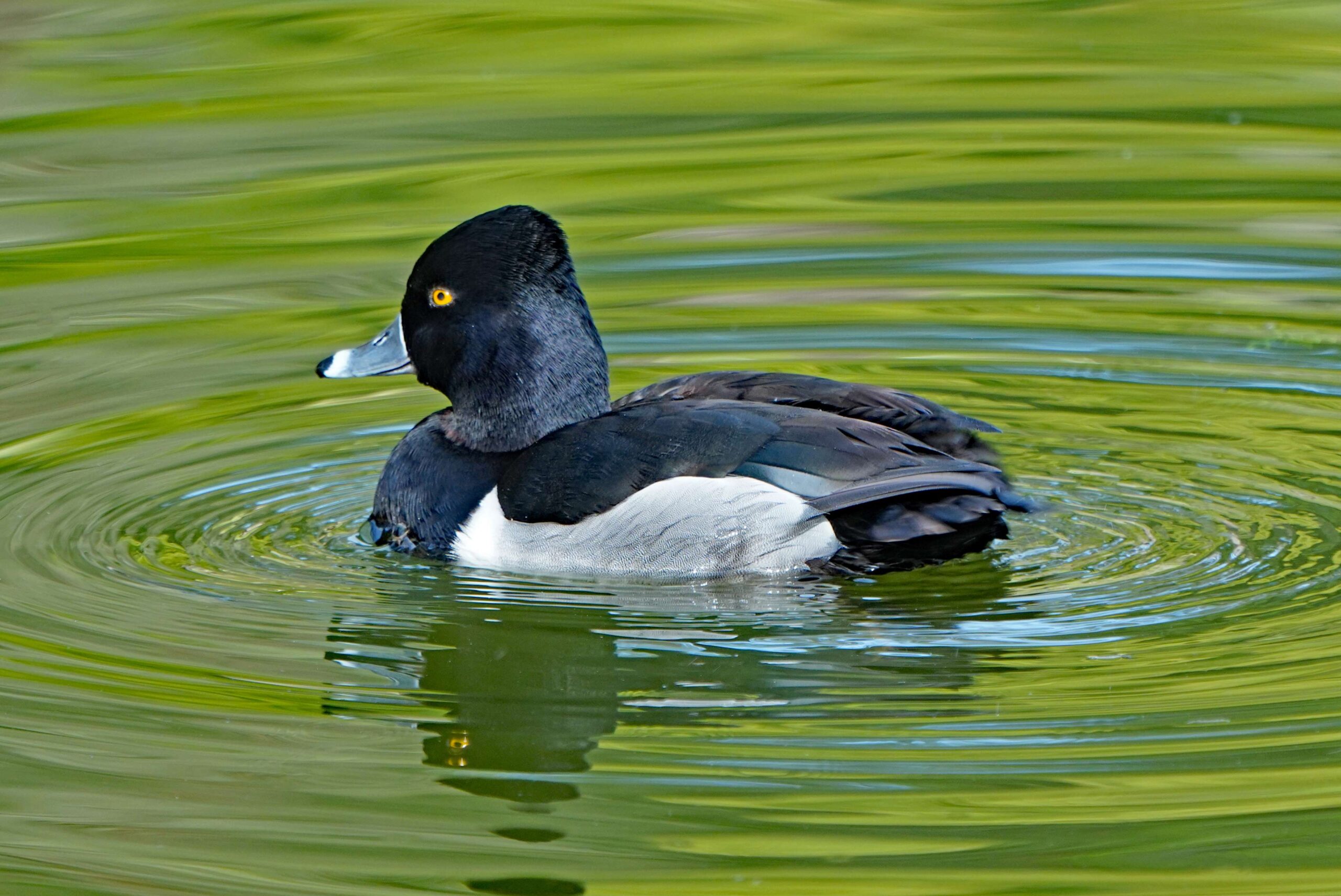 Ring-necked Duck