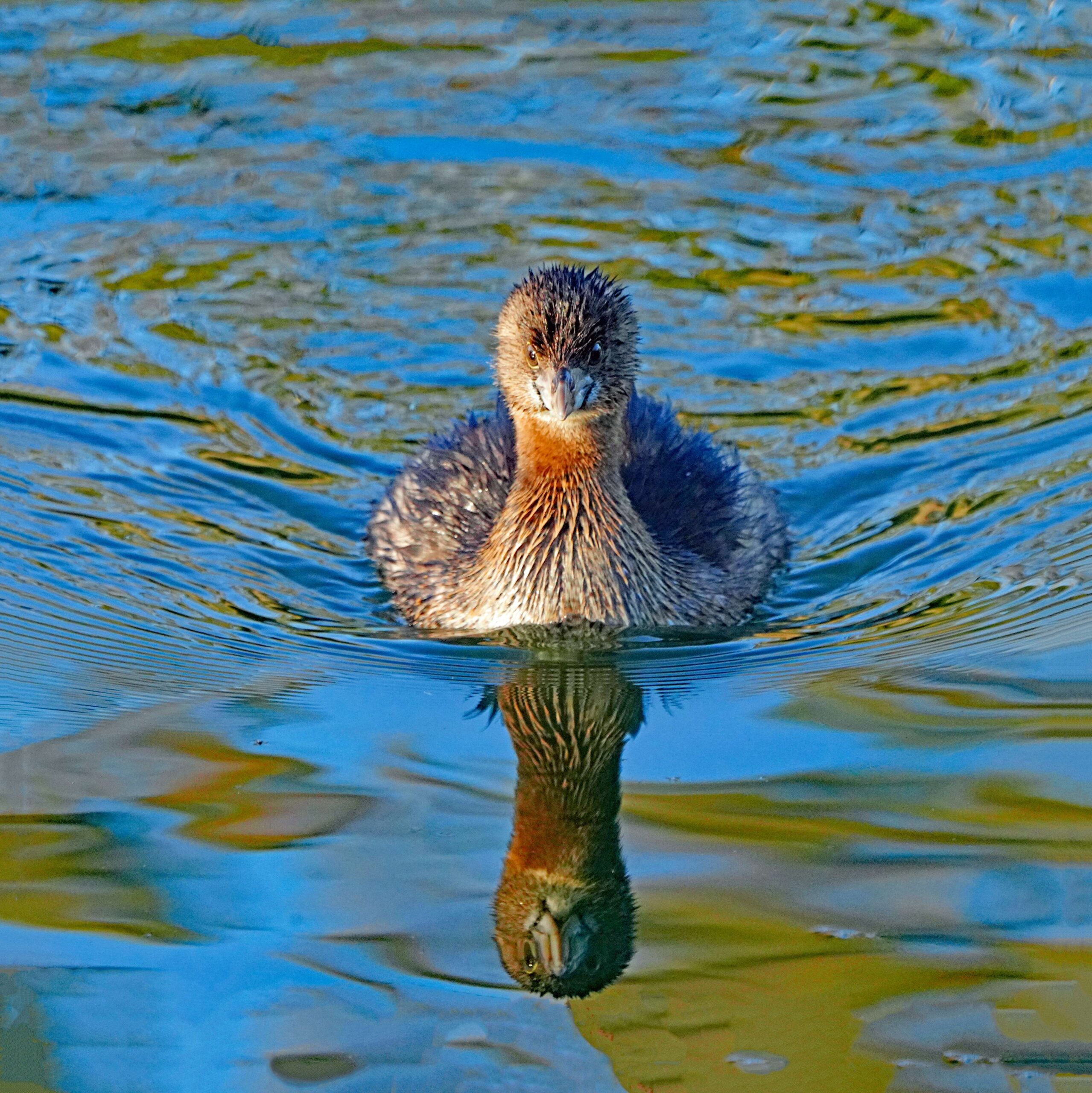 Pied-billed Grebe