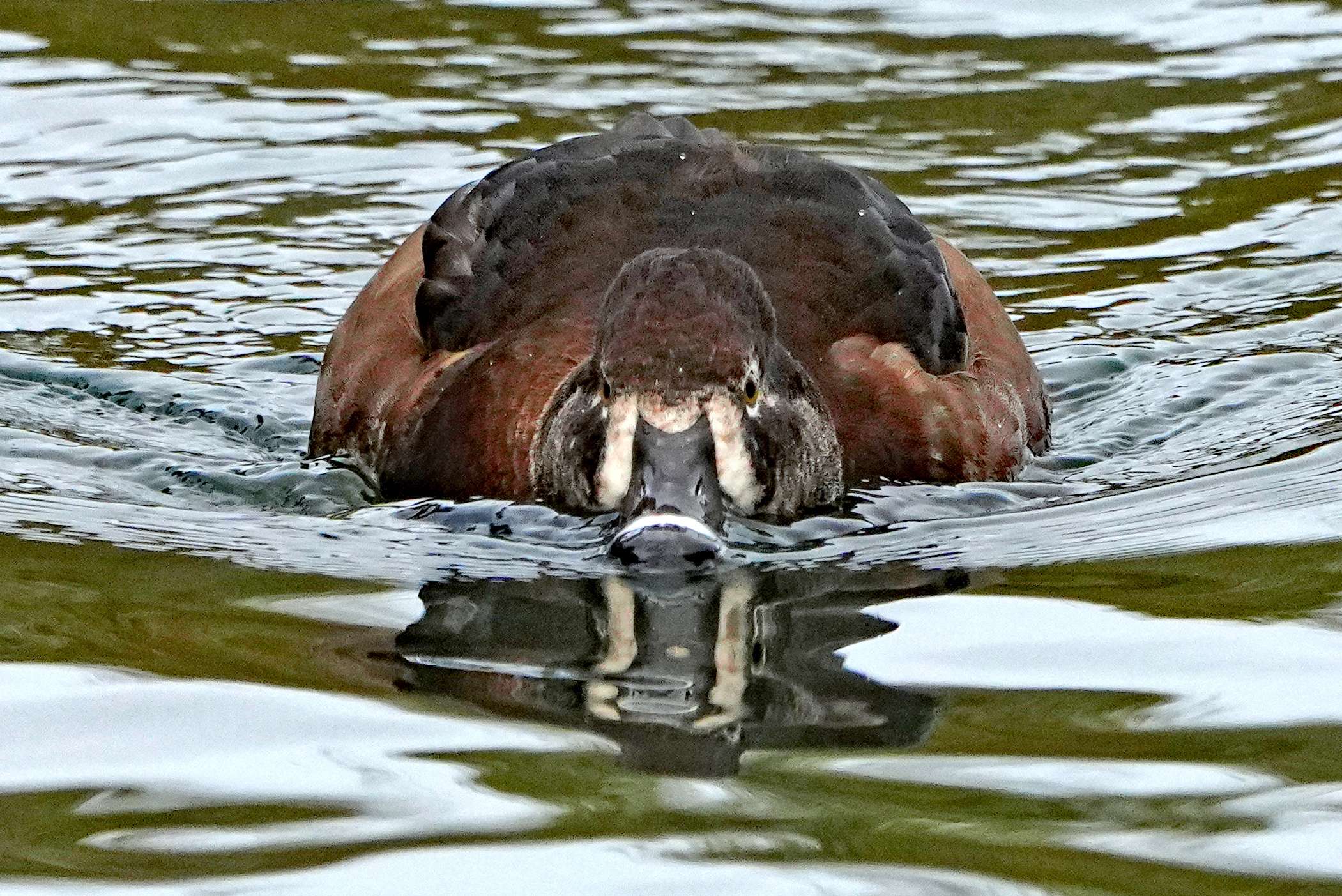 Ring-necked Duck