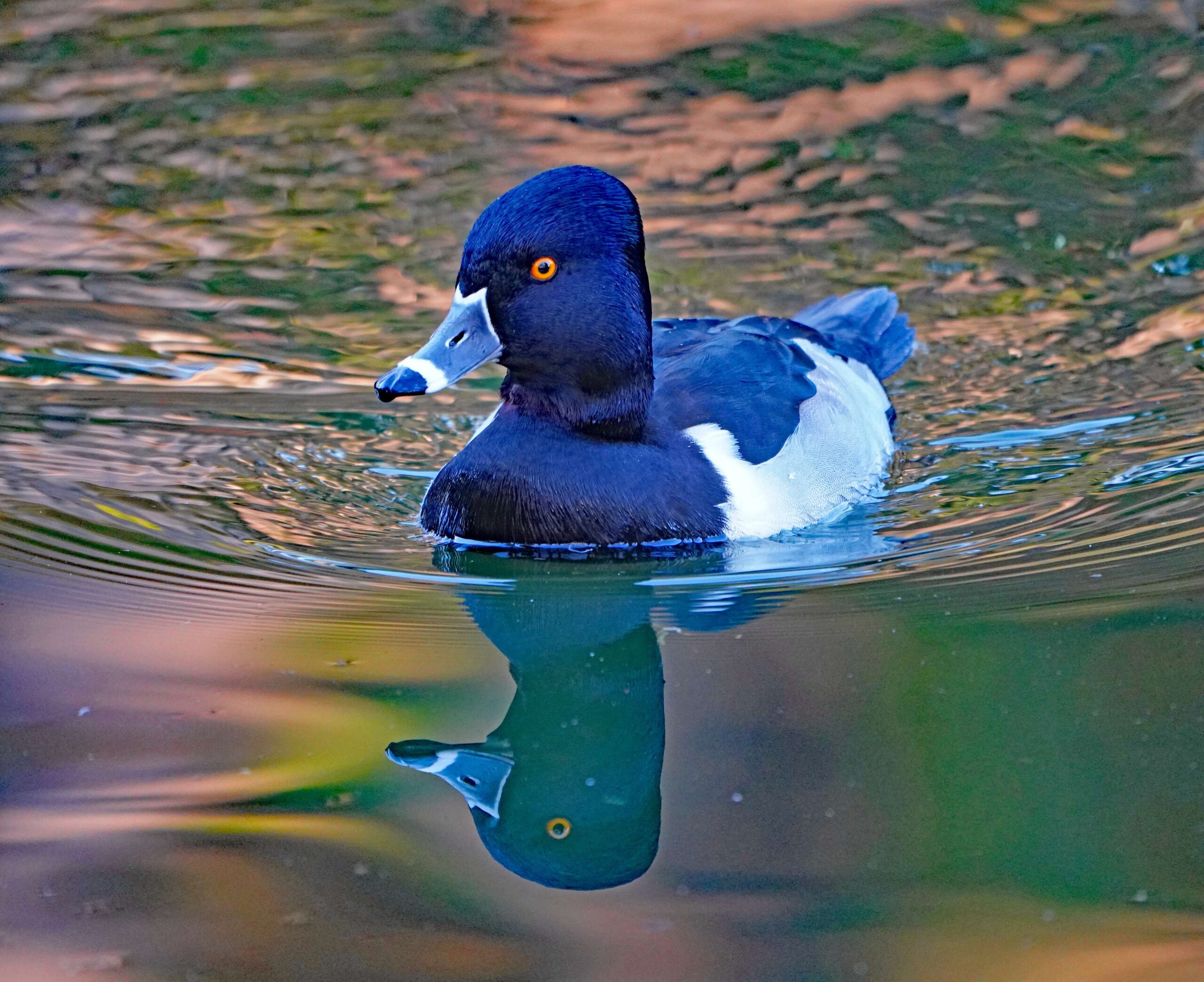 Ring-necked Duck