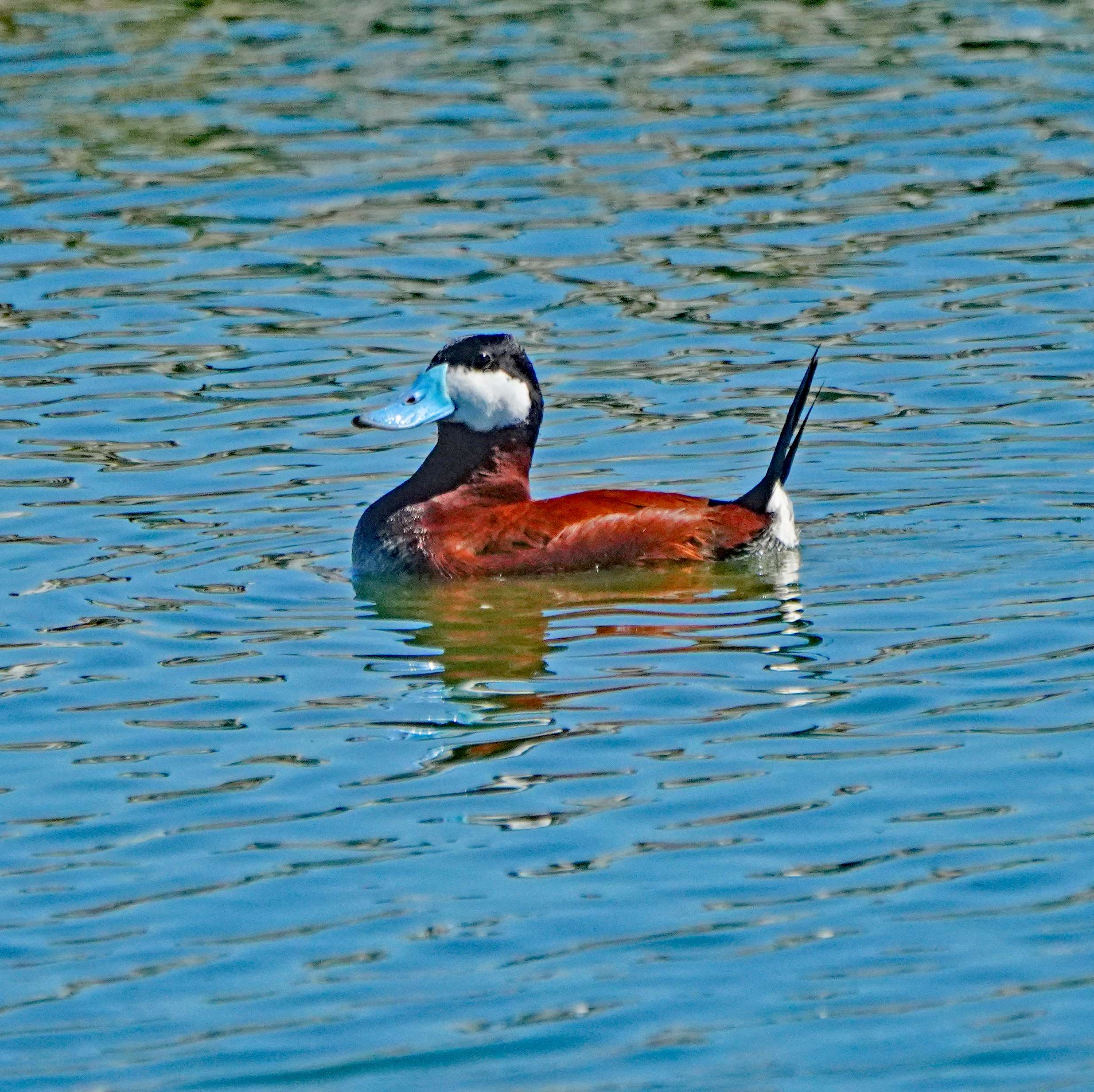 Ruddy Duck