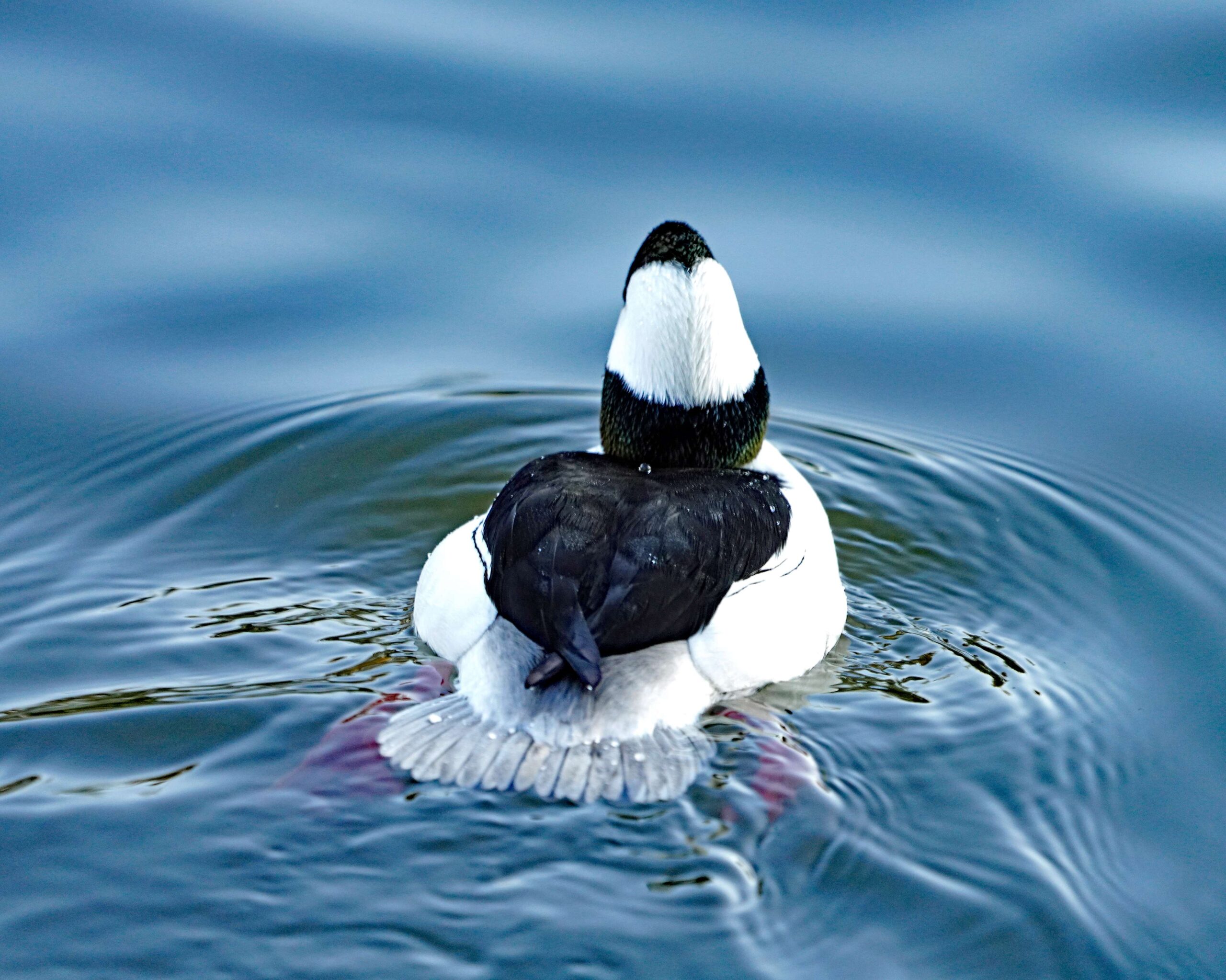 Bufflehead