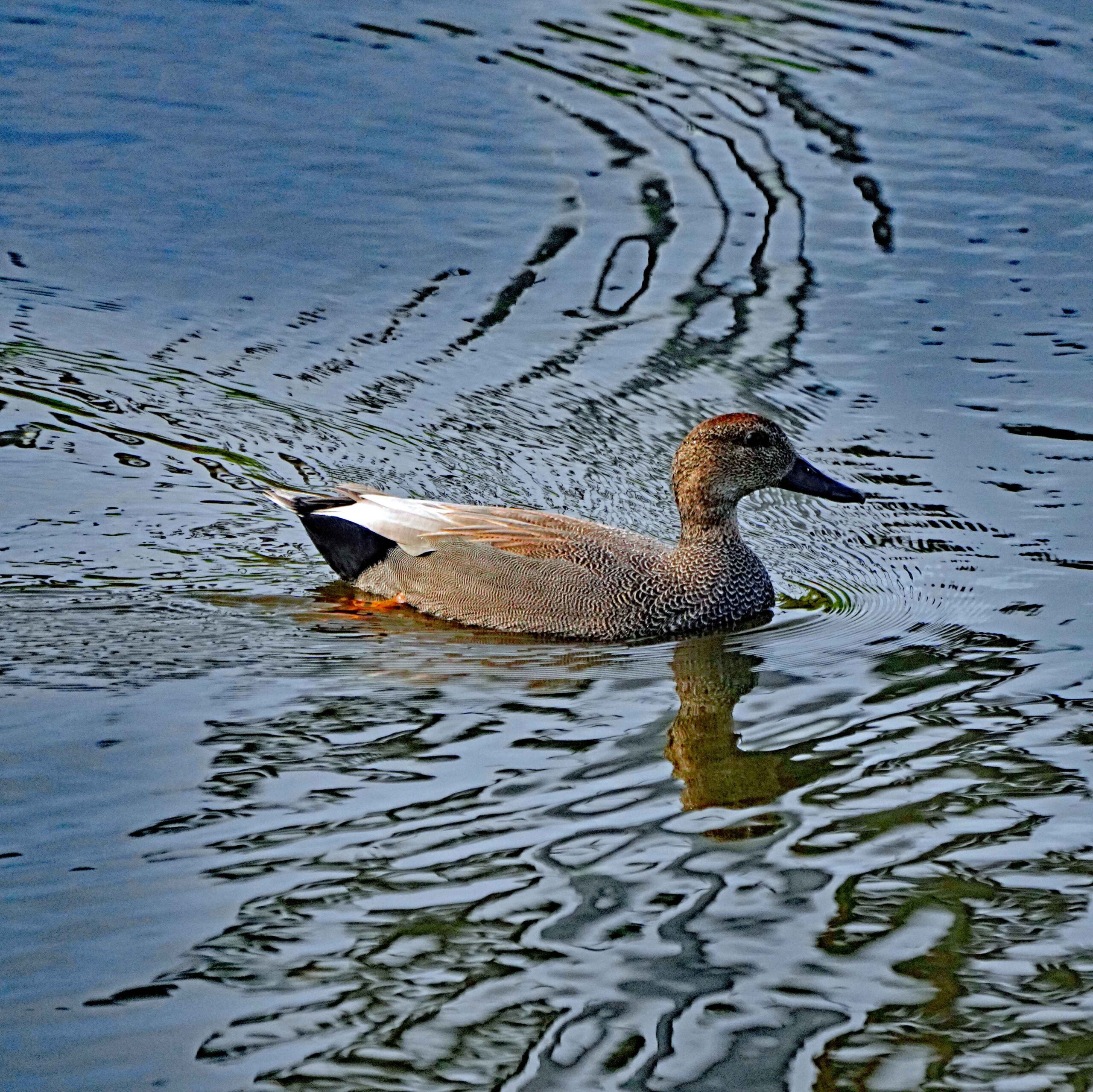 Gadwall Duck