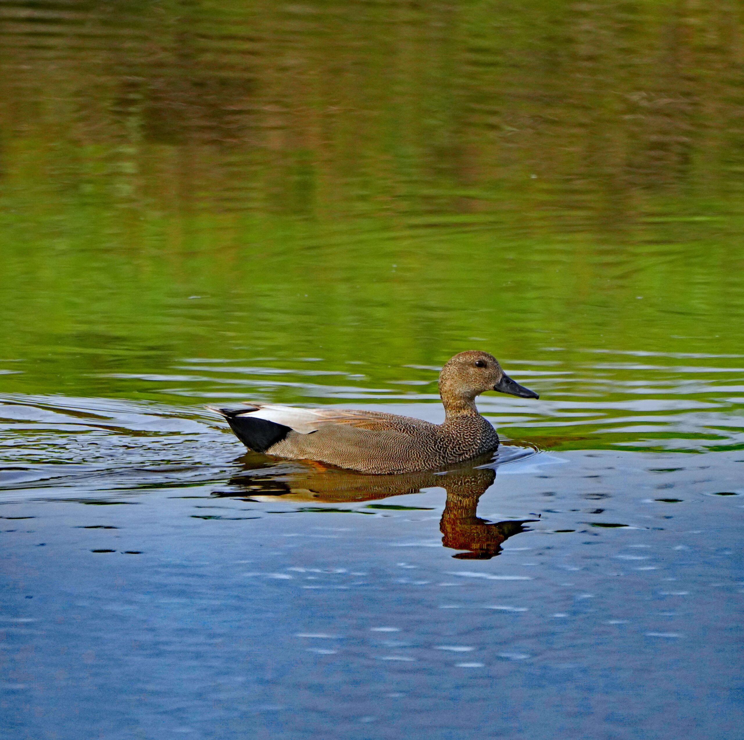 Gadwall Duck