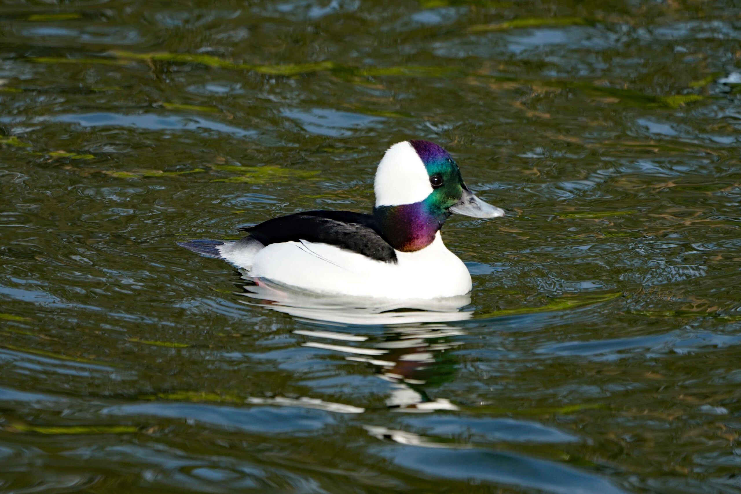 Bufflehead