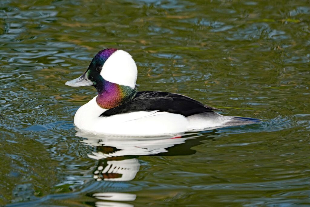 Bufflehead