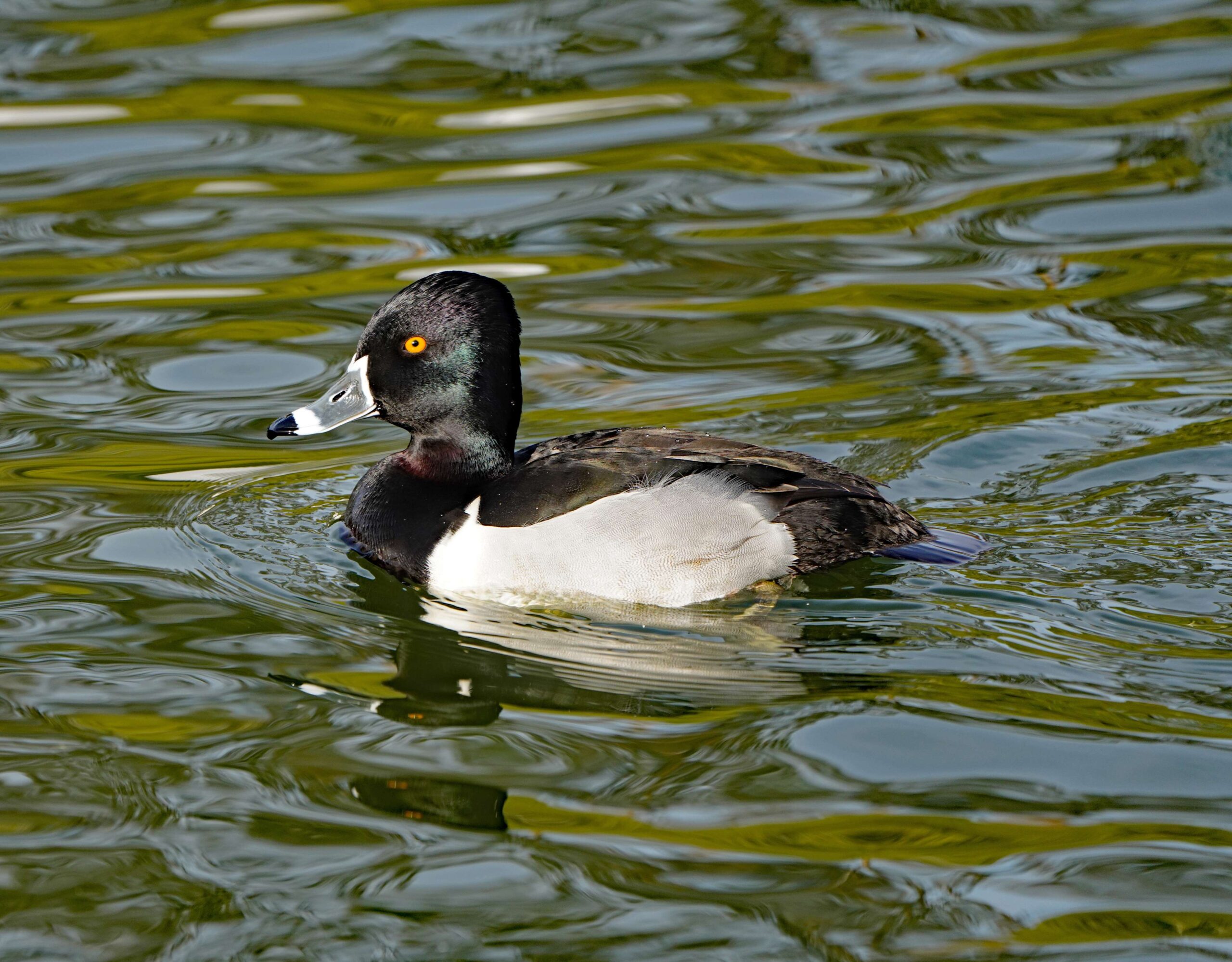 Ring-necked Duck