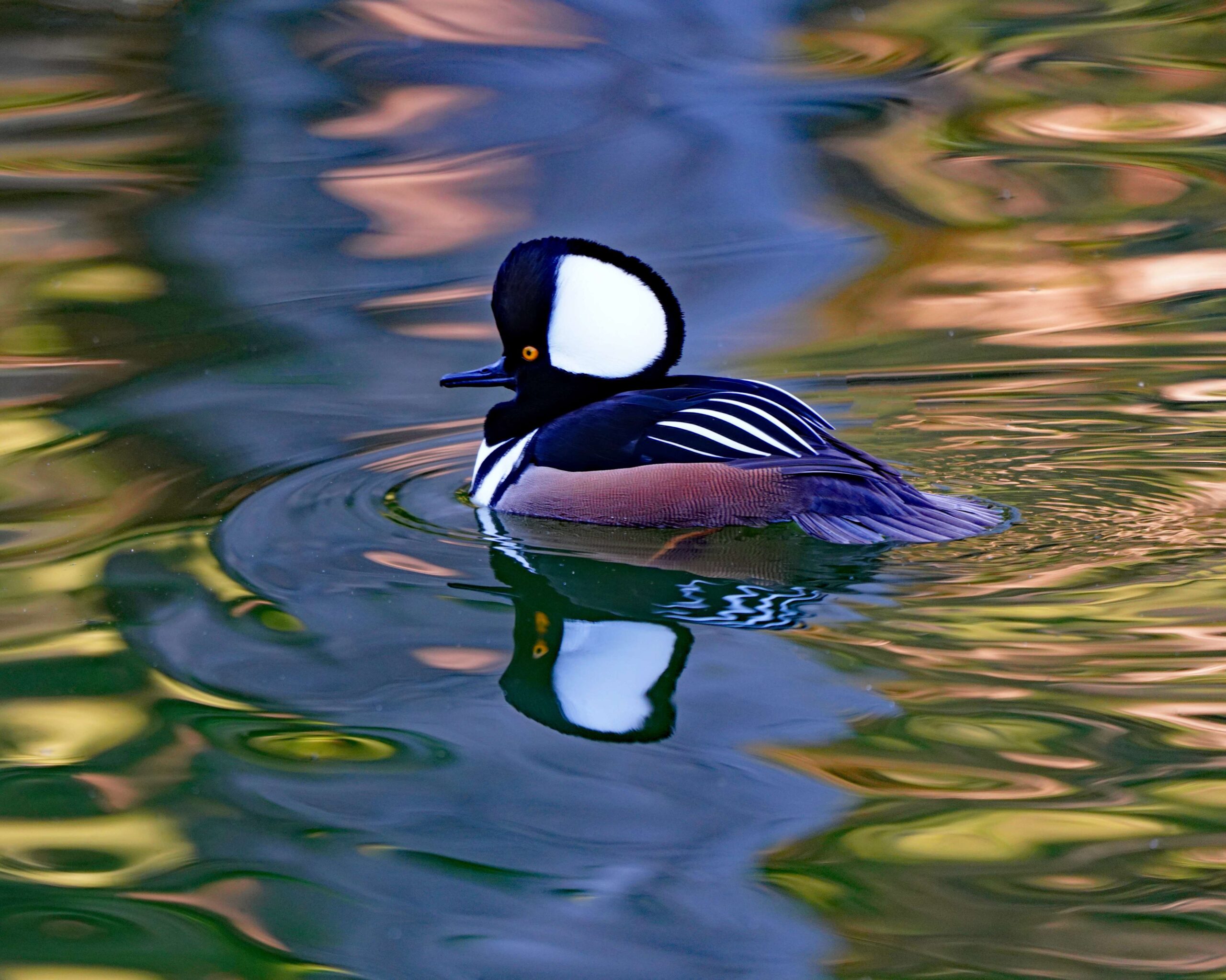 Hooded Merganser