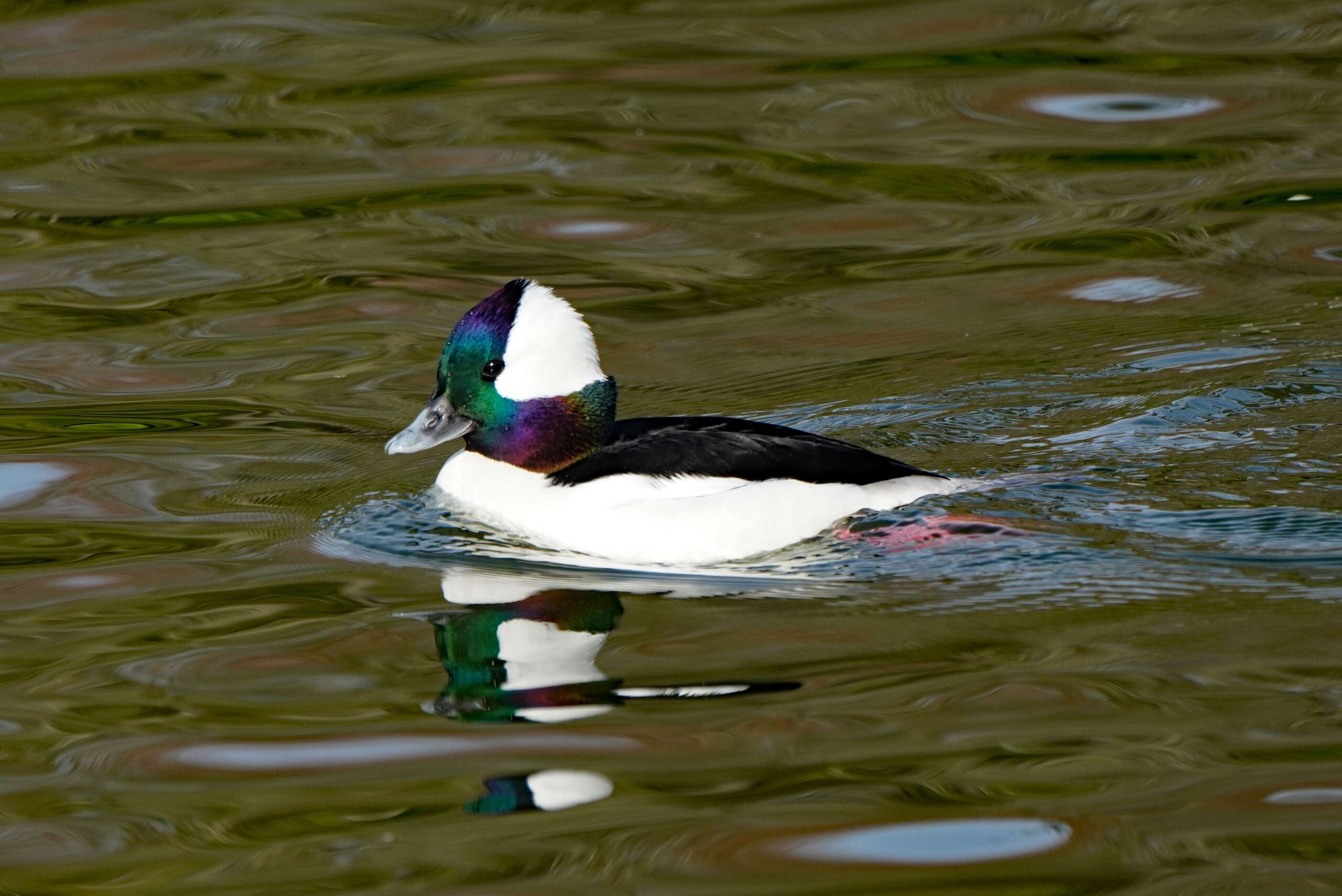Bufflehead